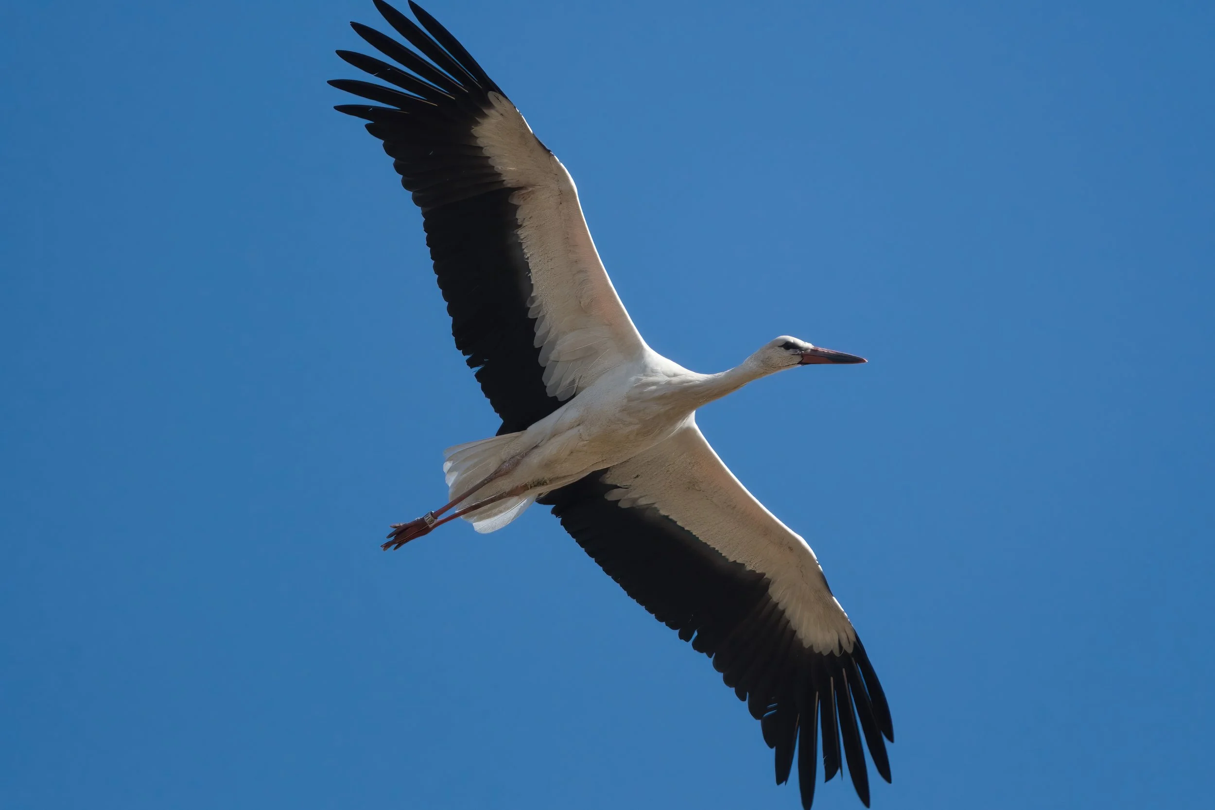 White Stork D52_6085.jpeg
