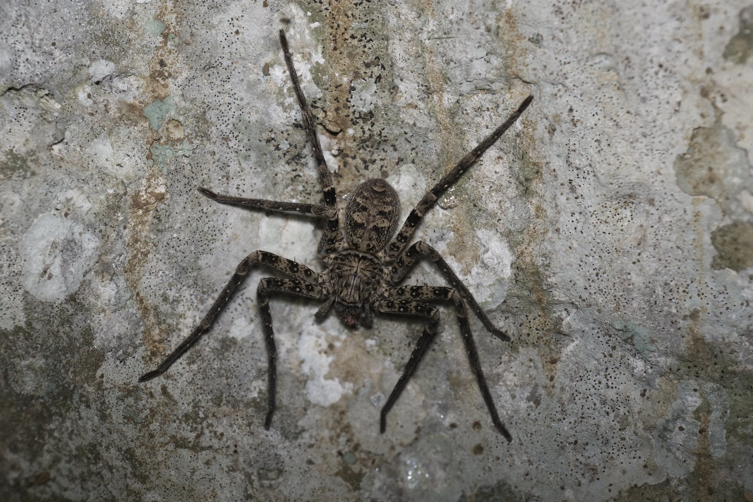 Z09_3041-huntsman spider.jpeg