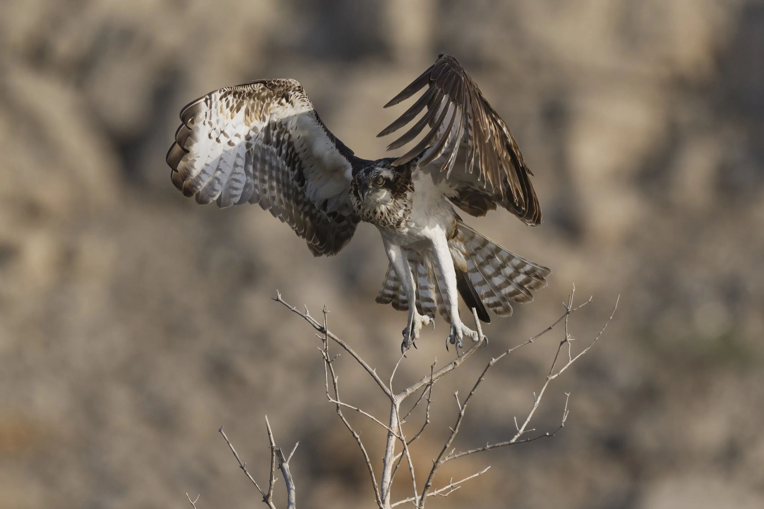 Birds photography trips UAE