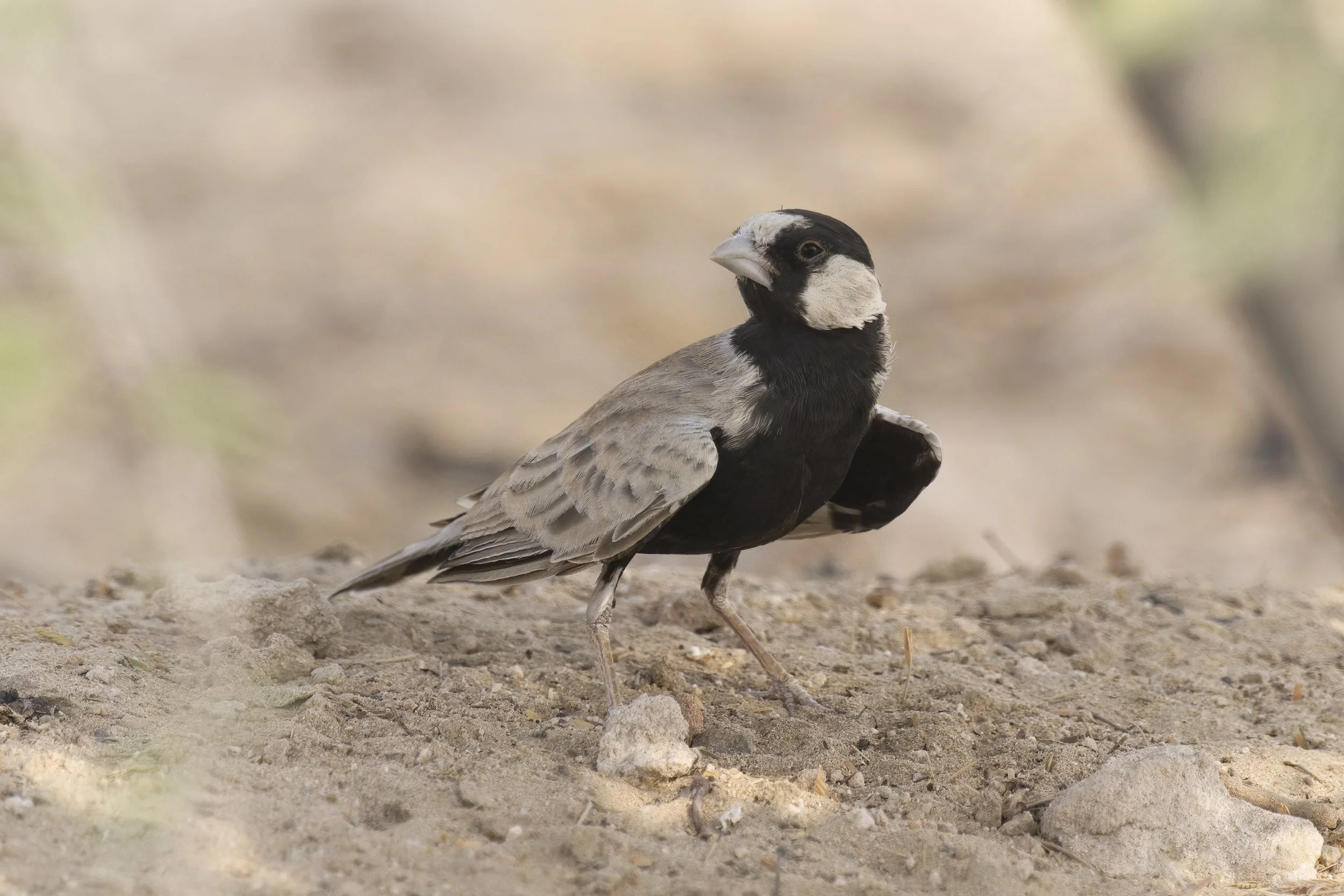 Black-crowned Sparrow-lark \ Eremopterix nigriceps