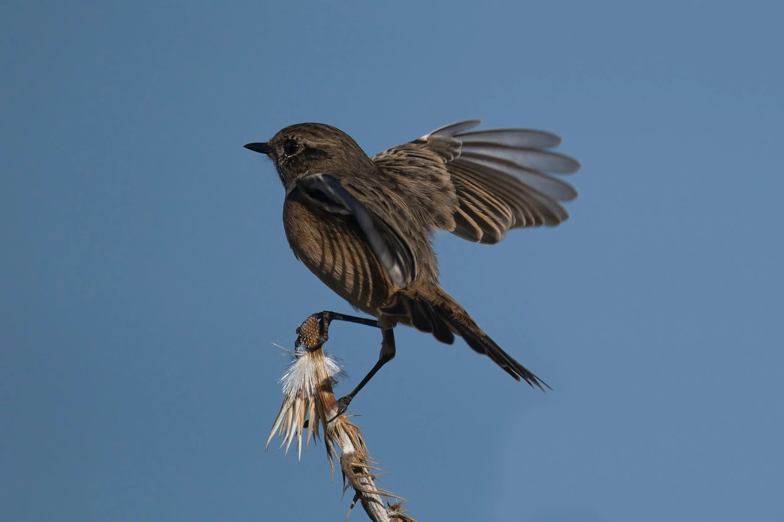 European Stonechat (القليعي الأوروبي) \ Saxicola rubicola