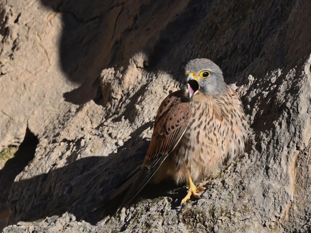 Eurasian Kestrel — Eurasian Kestrel Closeups