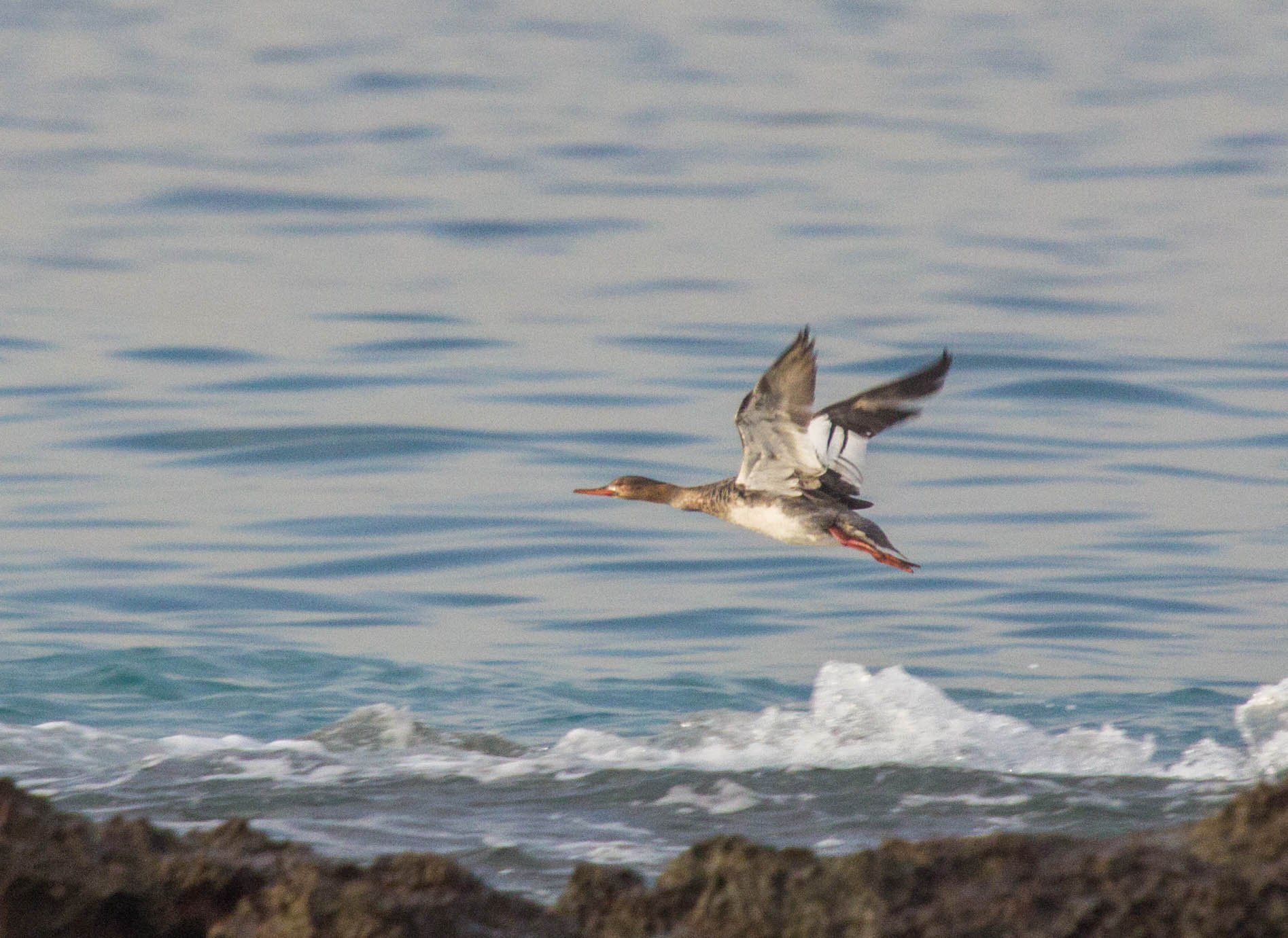 Red-breasted Merganser birds of lebanon
