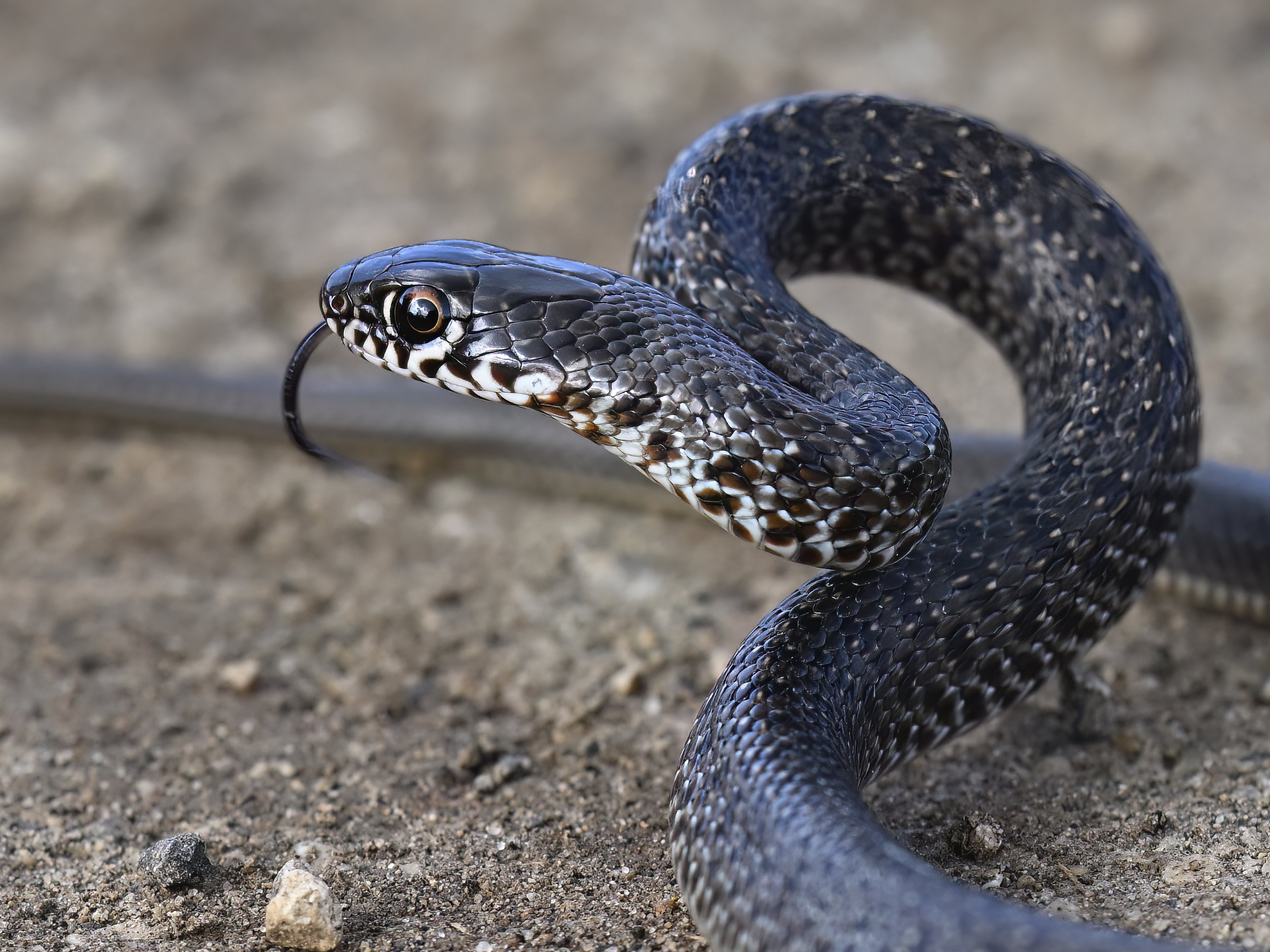 Juvenile Large Whip Snake (Dolichophis jugularis)