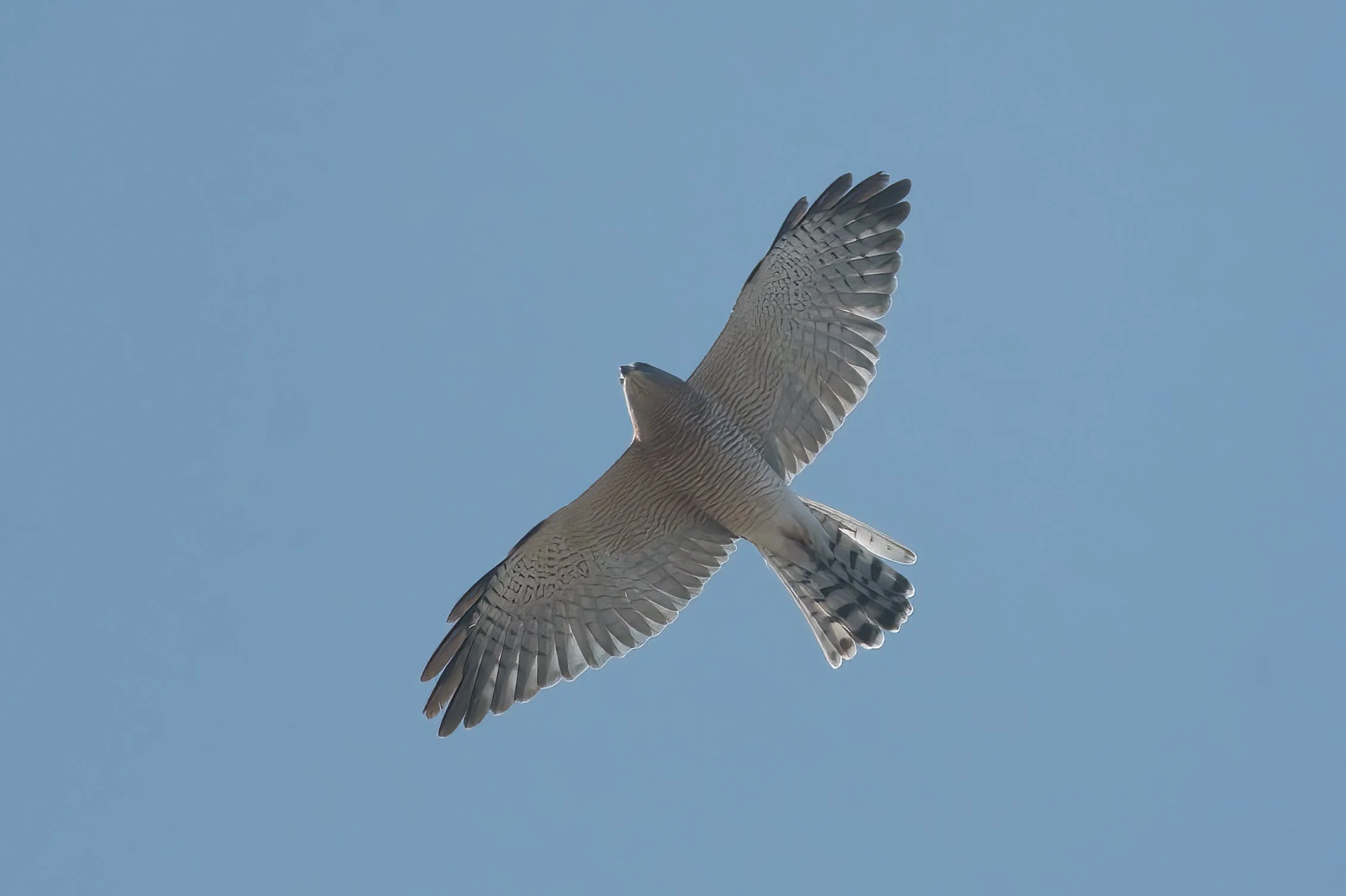 Birds migration Lebanon
