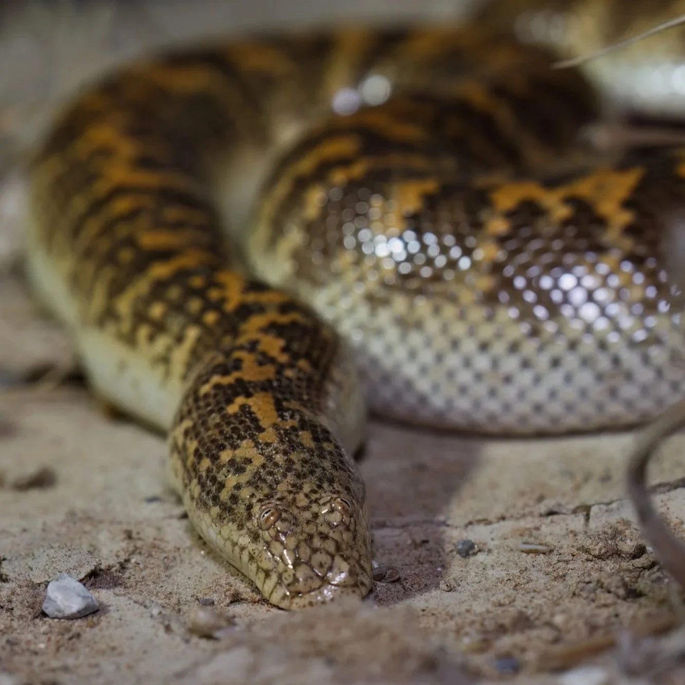 Arabian Sand Boa \ Eryx jayakari 
