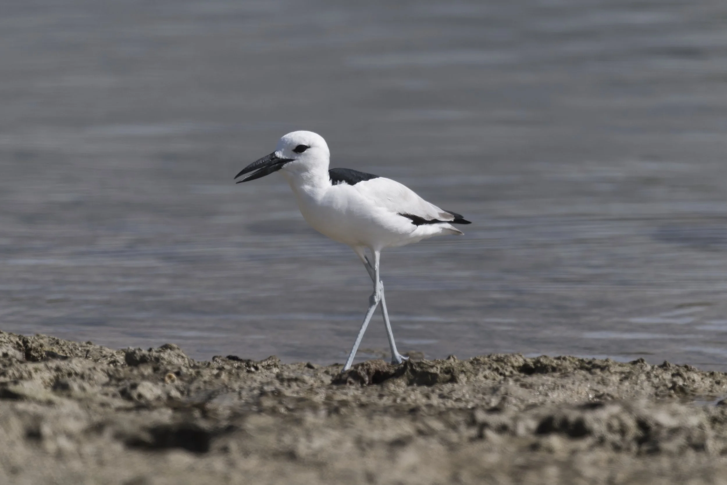 Birds watching Trips UAE