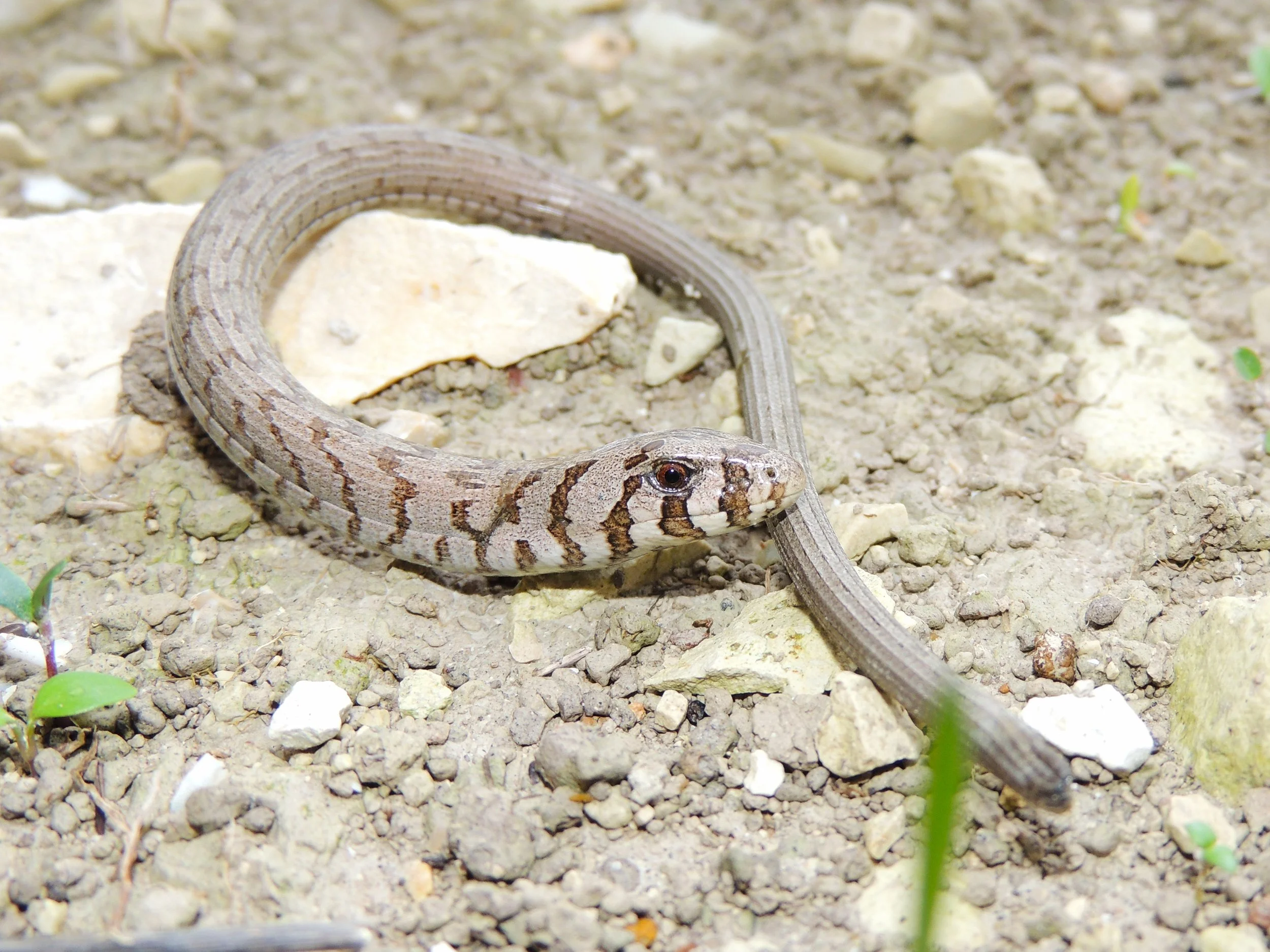 Photo Credit: Rami Khashab