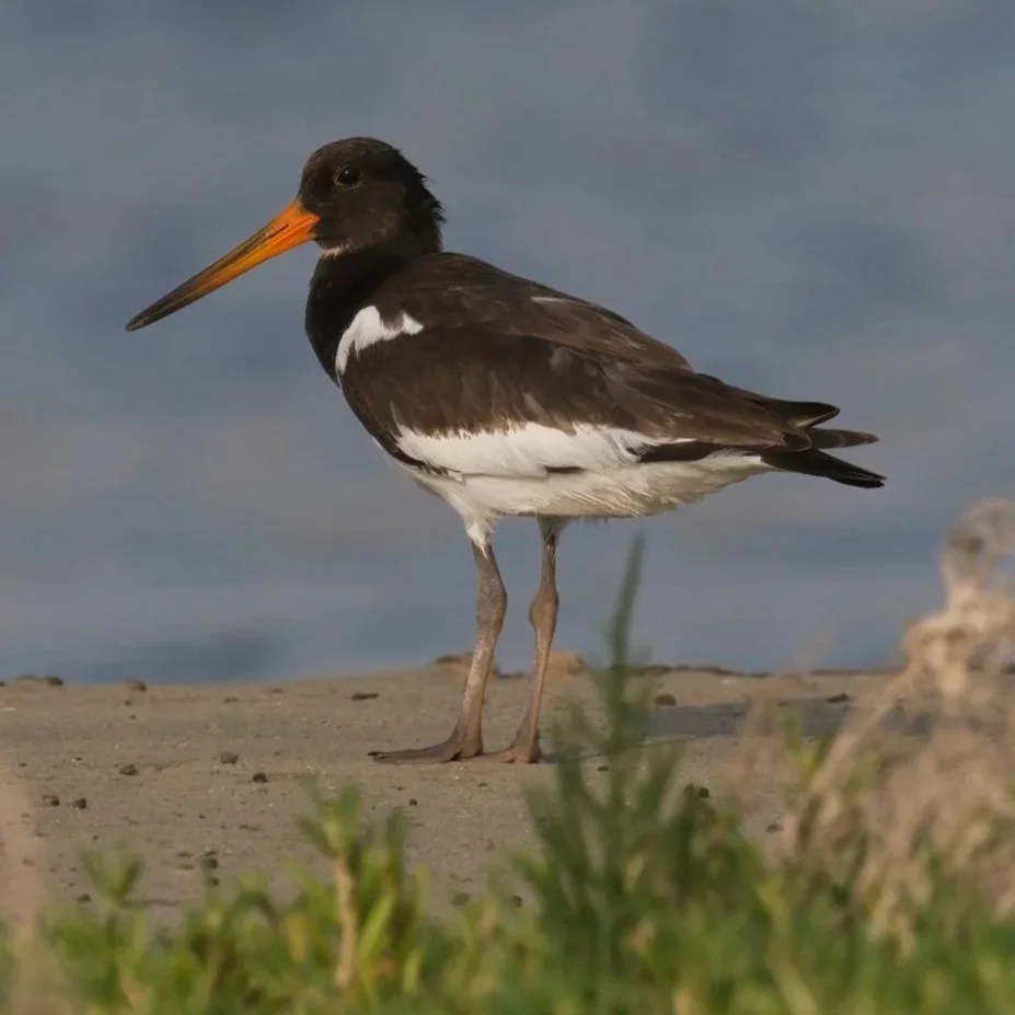 Eurasian Oystercatcher Z09_7444.jpg