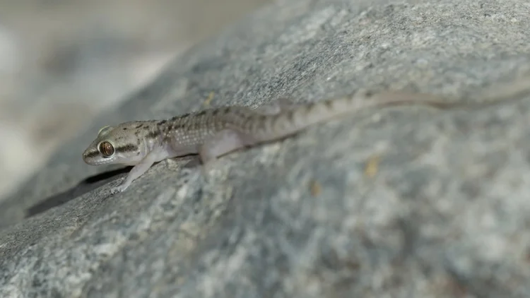 Red Sea House Gecko
