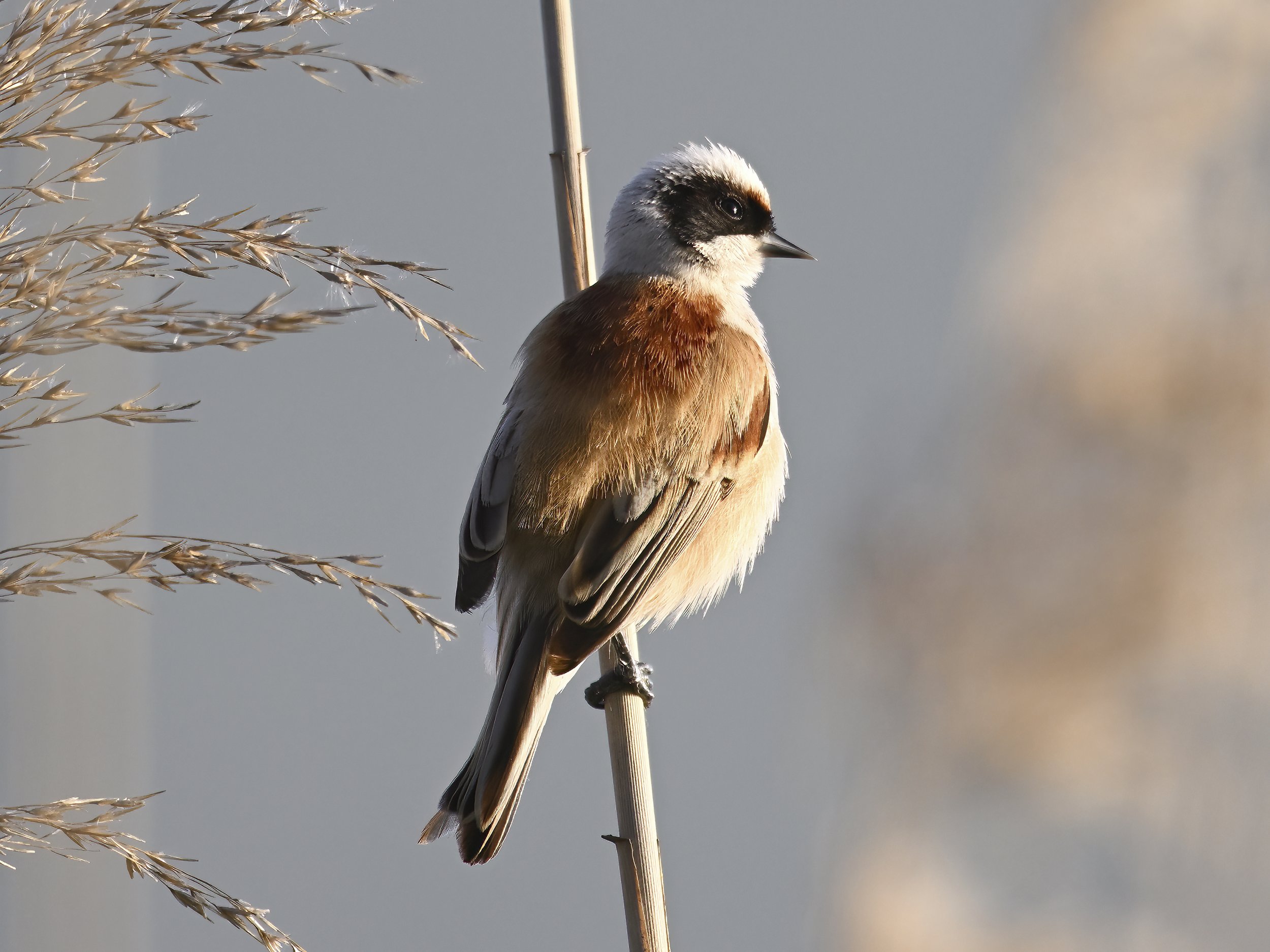 Birds of lebanon