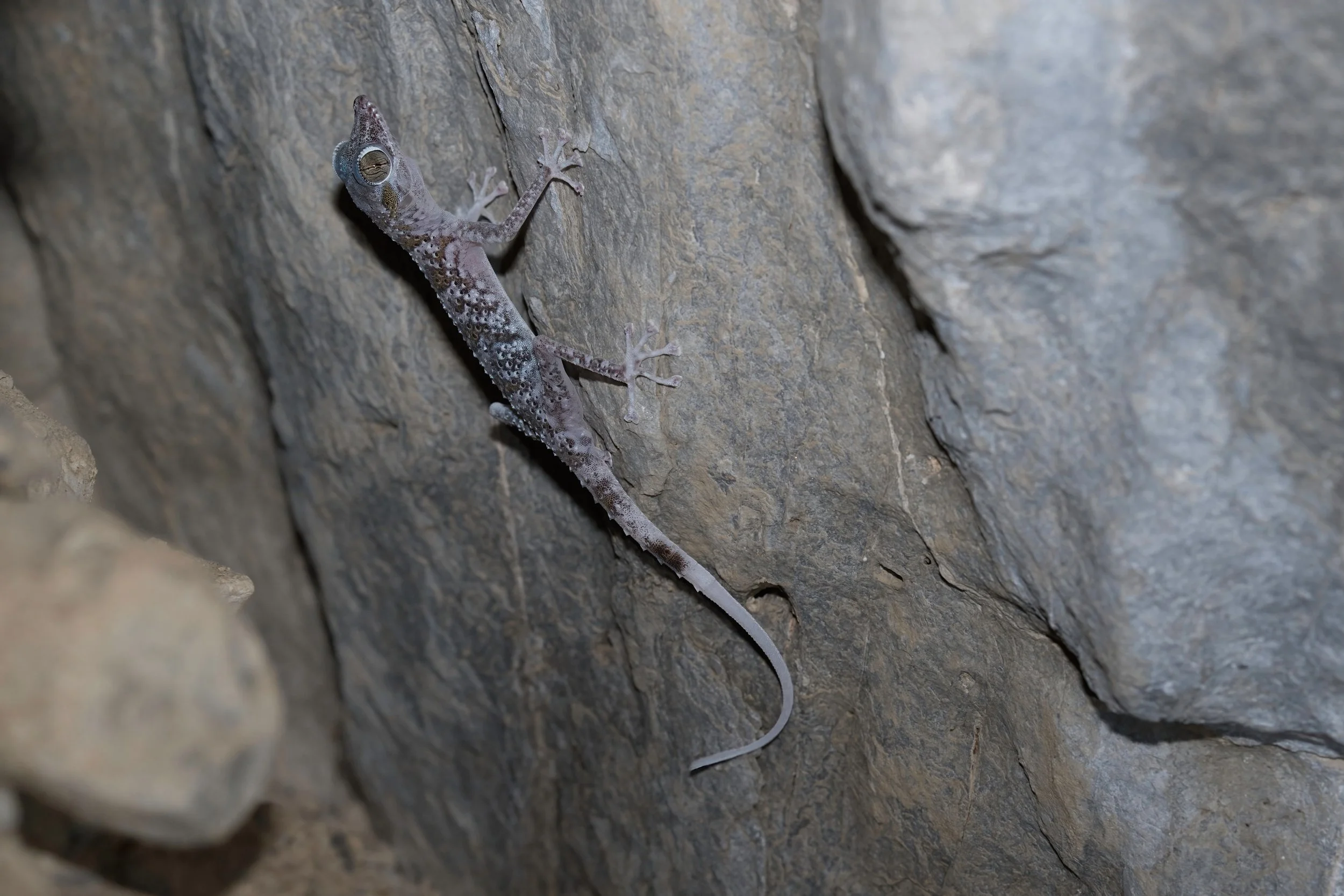 Hajar Mountain range endemic reptiles