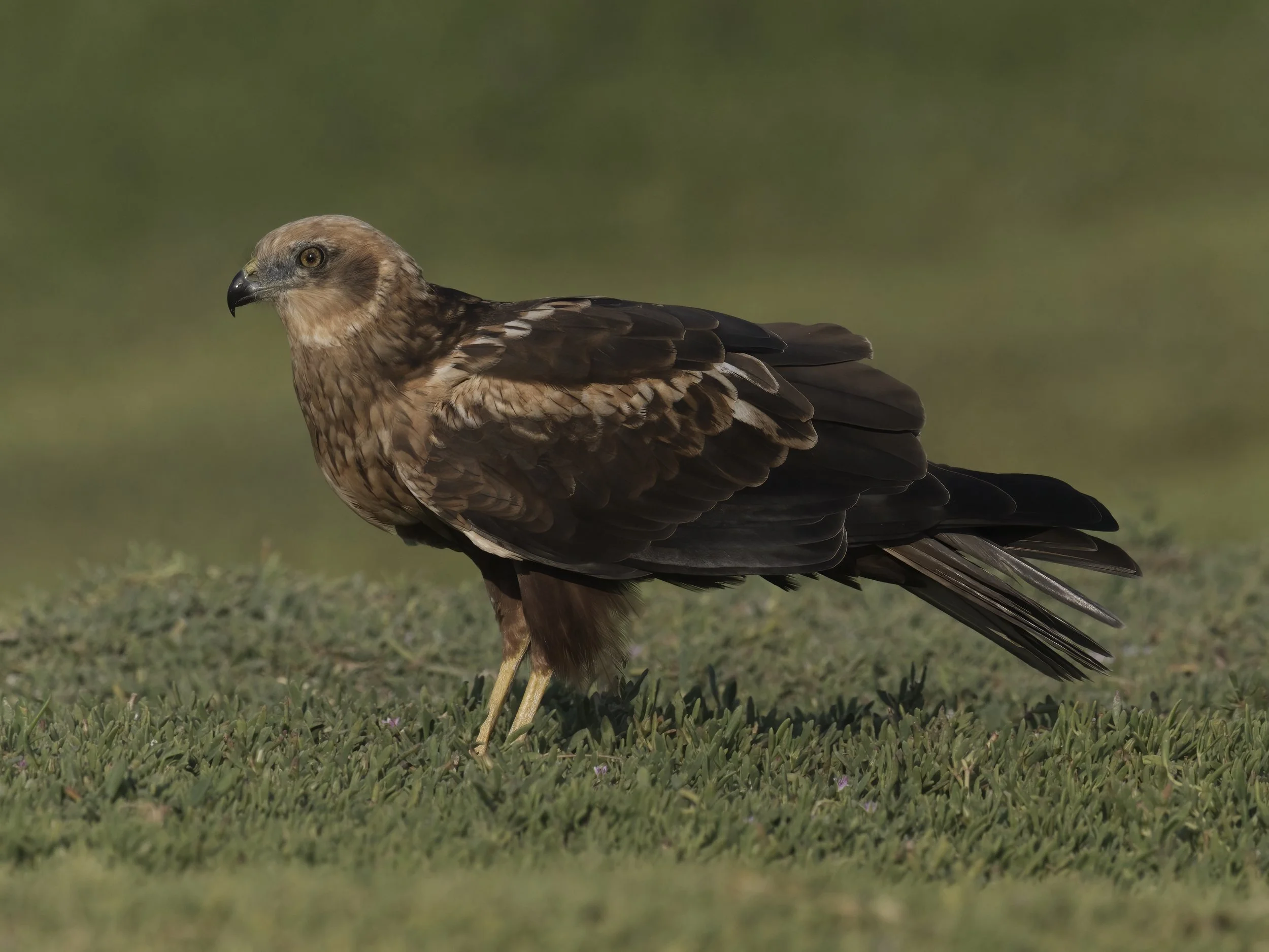 Western Marsh-harrier (Circus aeruginosus)