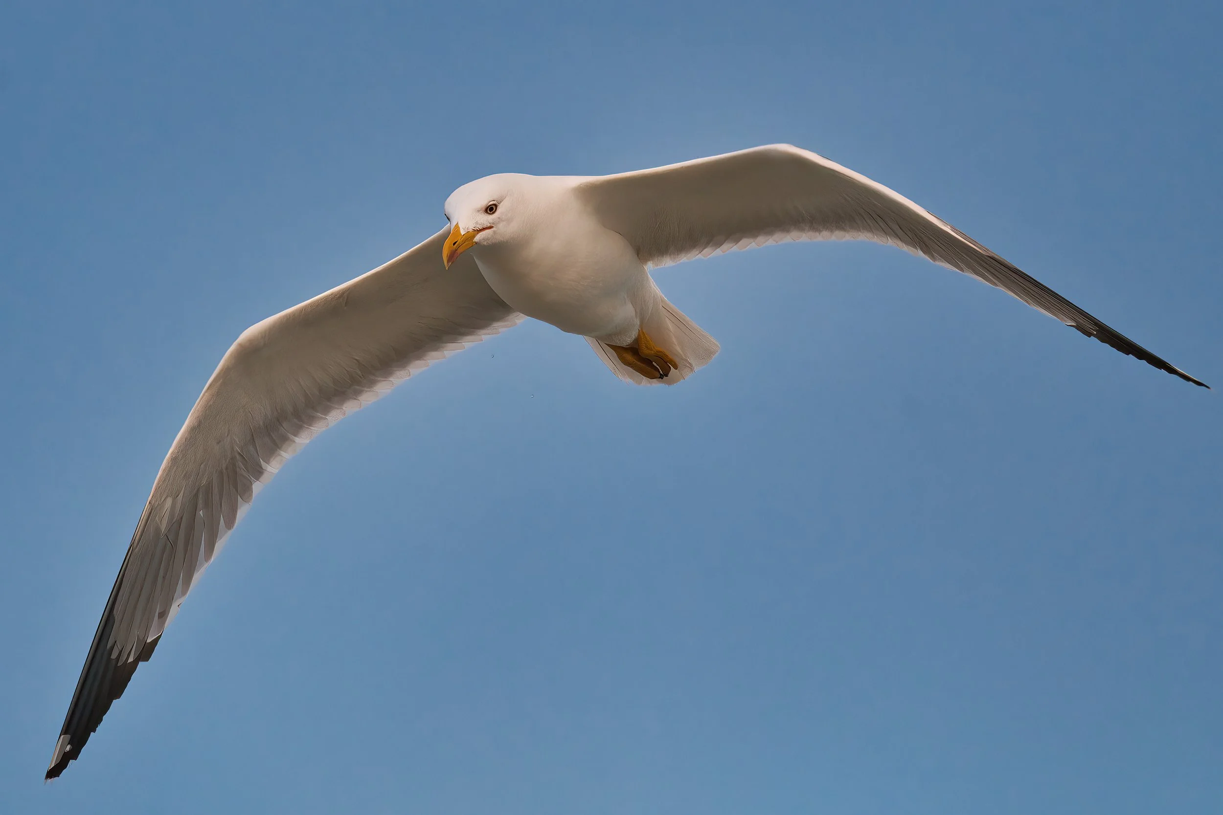 Yellow Legged Gull D54_7158.jpeg