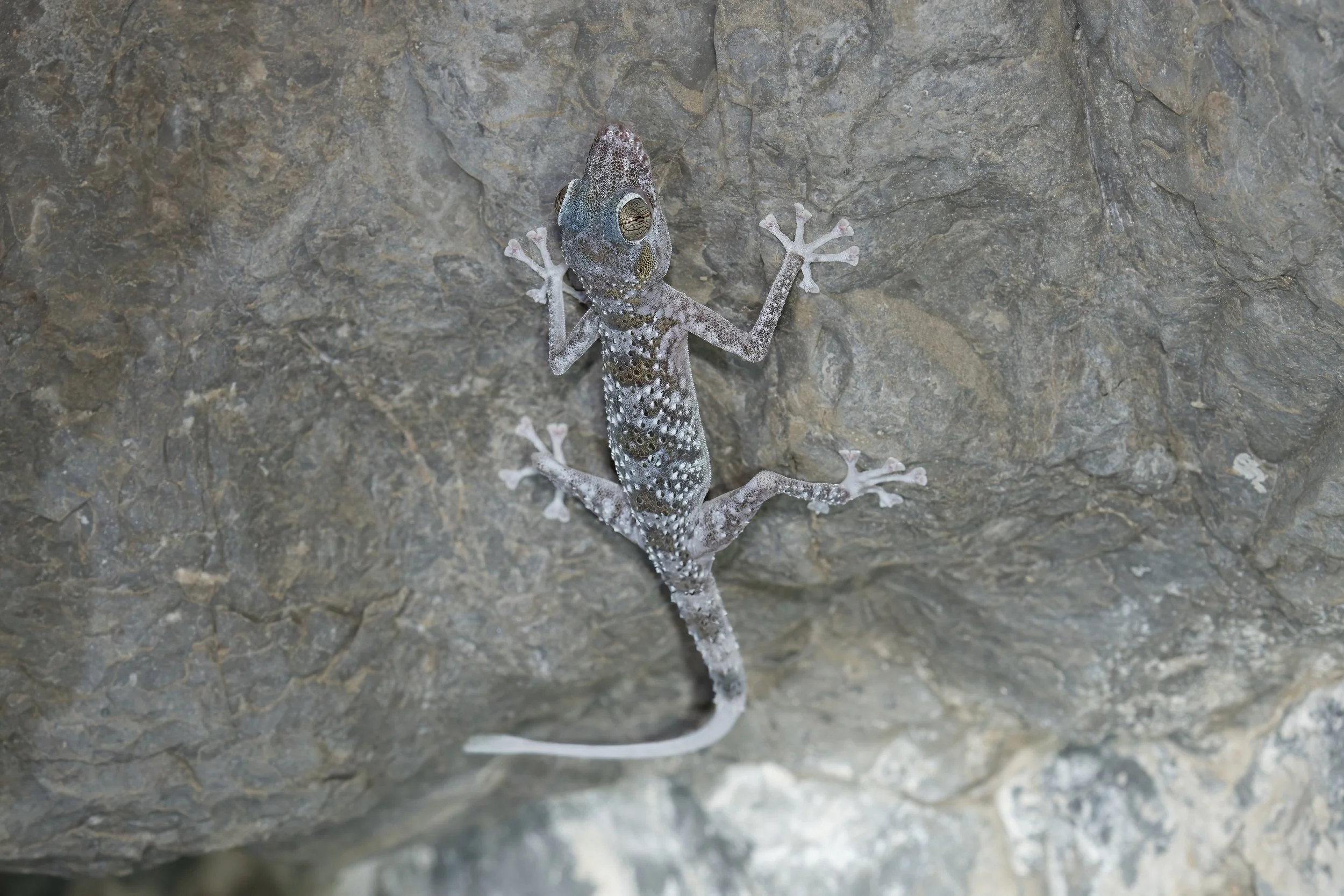Gardner’s Leaf-toed Gecko (Asaccus gardneri)
