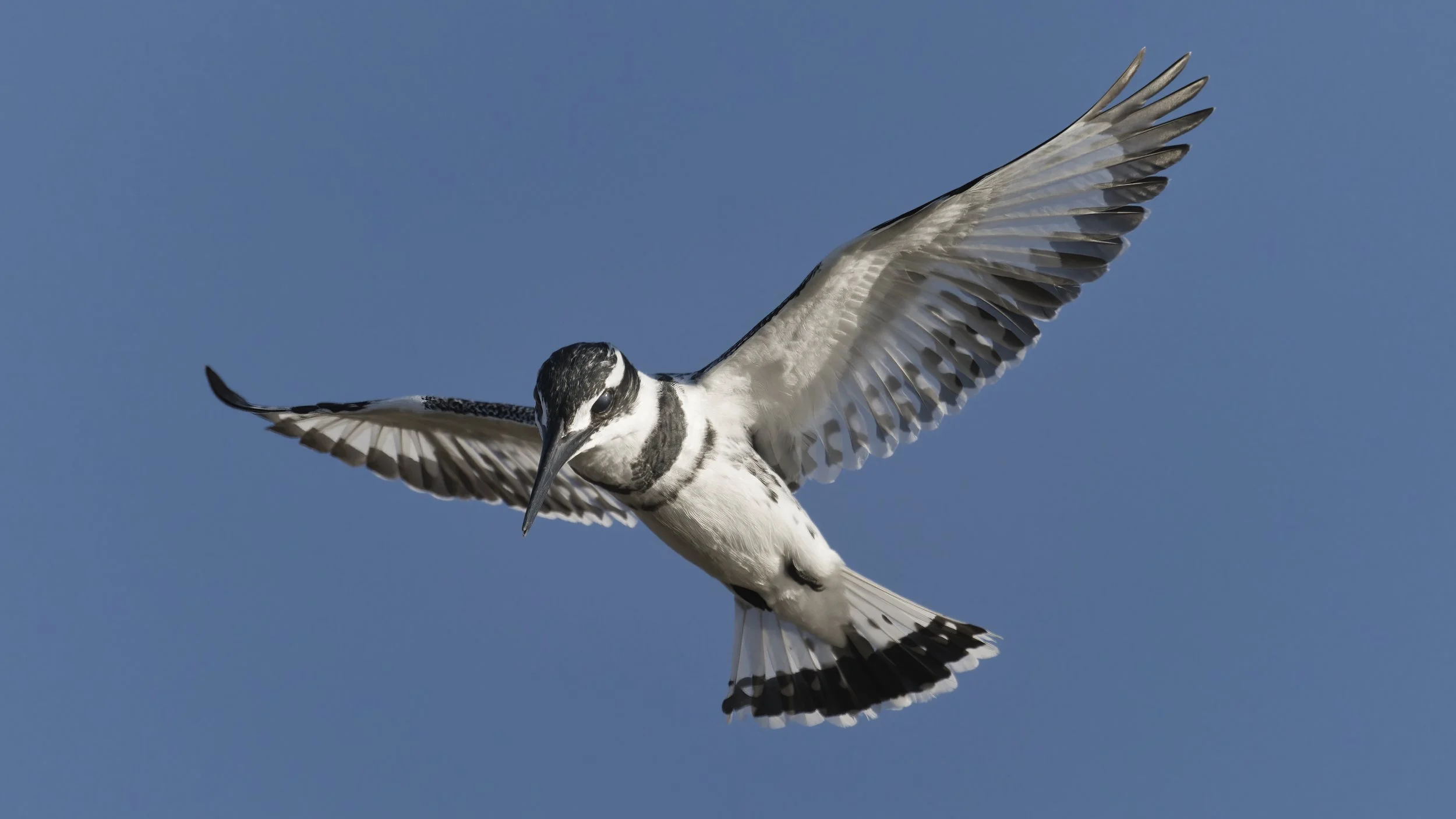 Birds watching Guide UAE