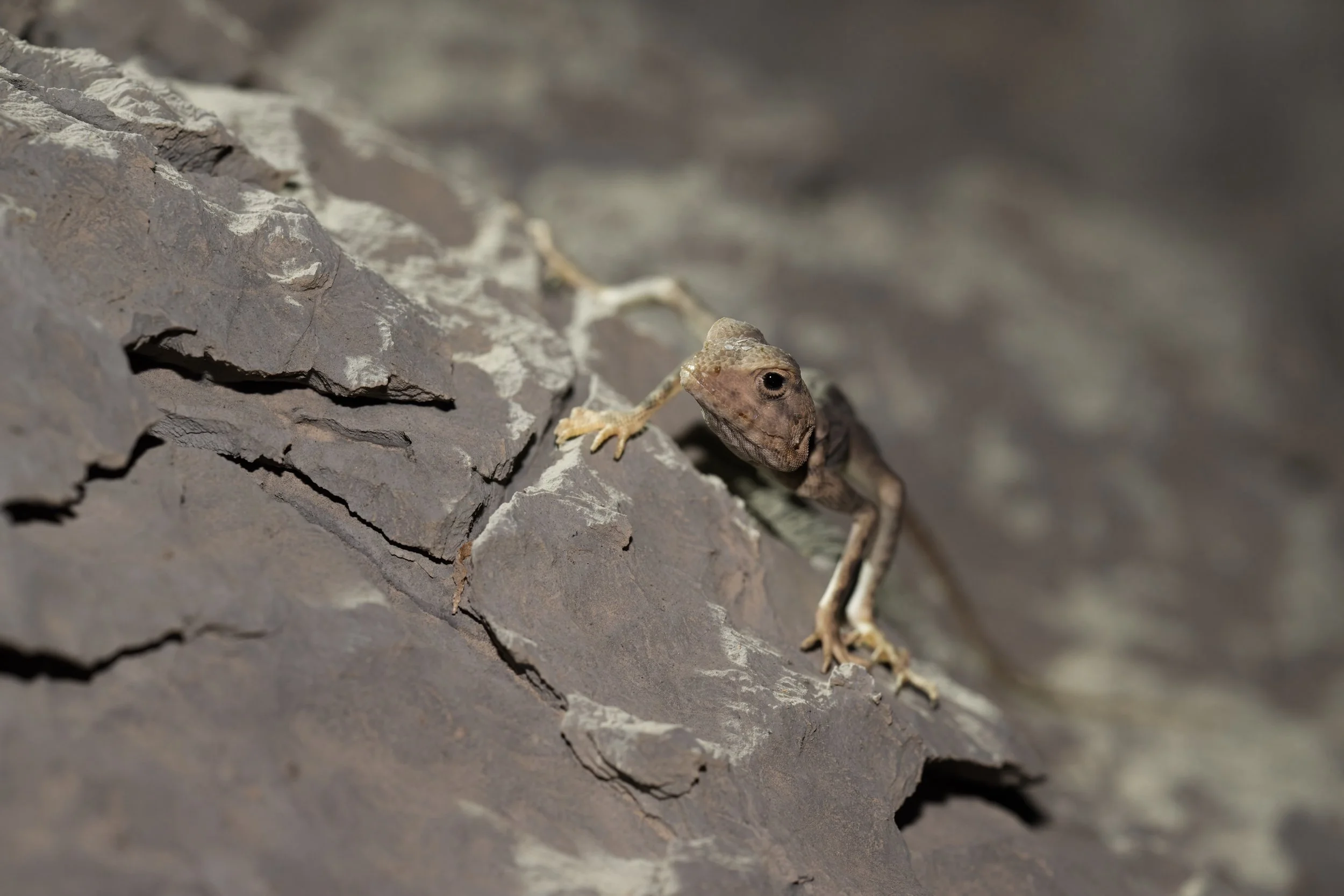 Hajar Rock Agama UAE | Pseudotrapelus jensvindumi