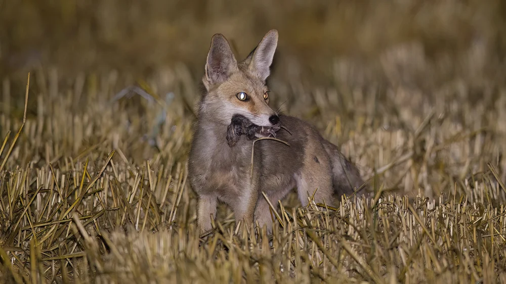 Red Fox Lebanon