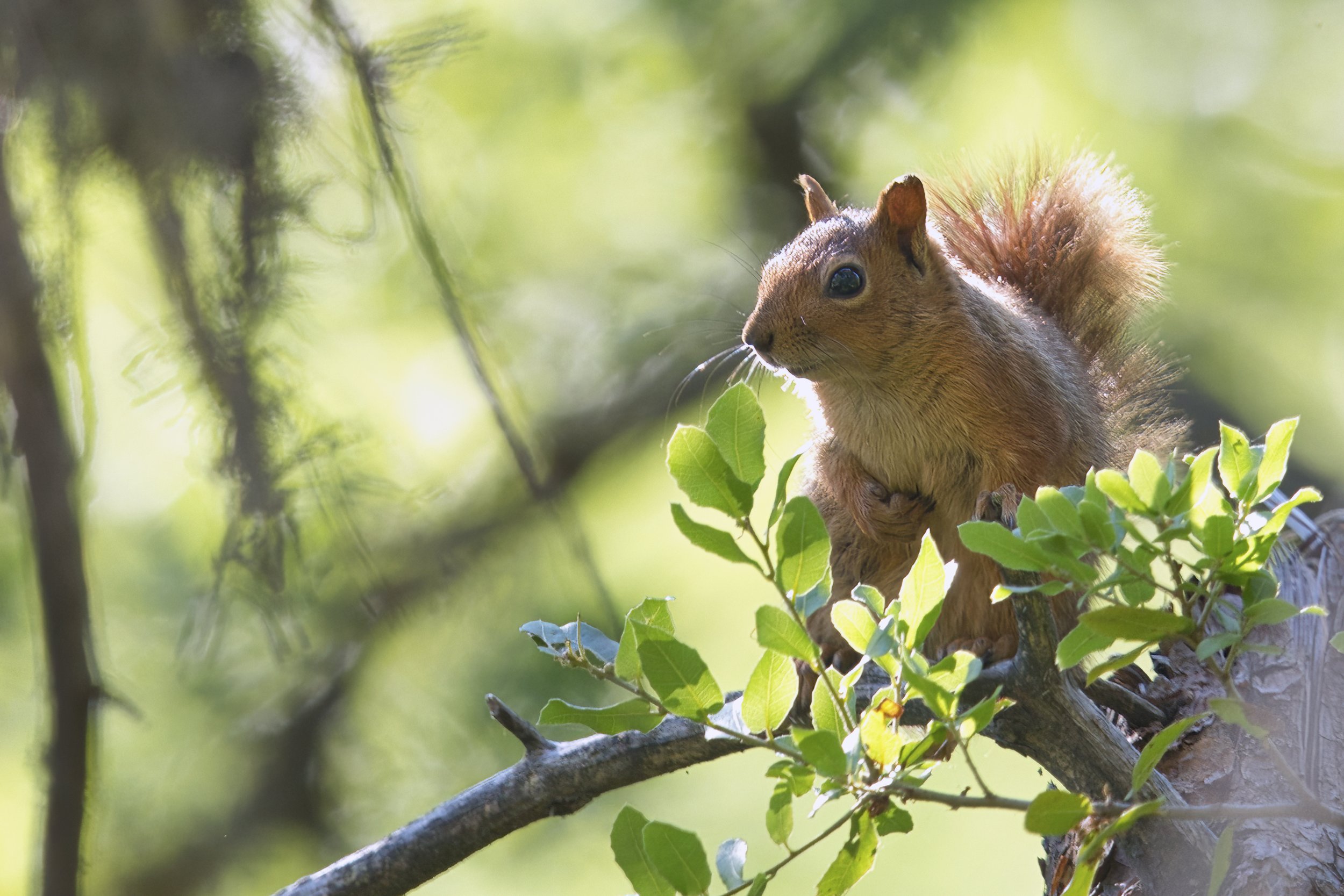 Squirrels Lebanon