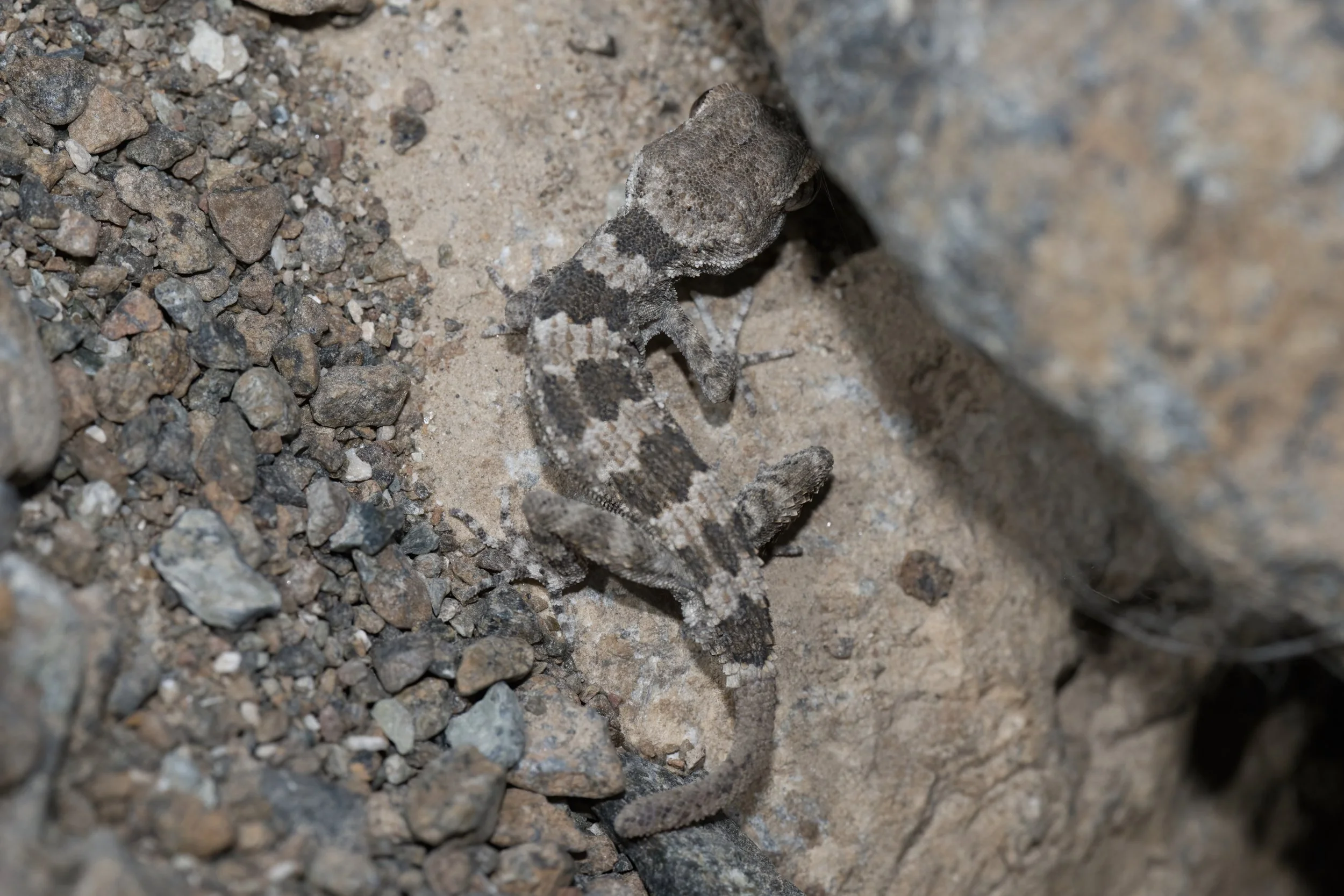 Hajar Banded Ground Gecko_Z091612.jpeg