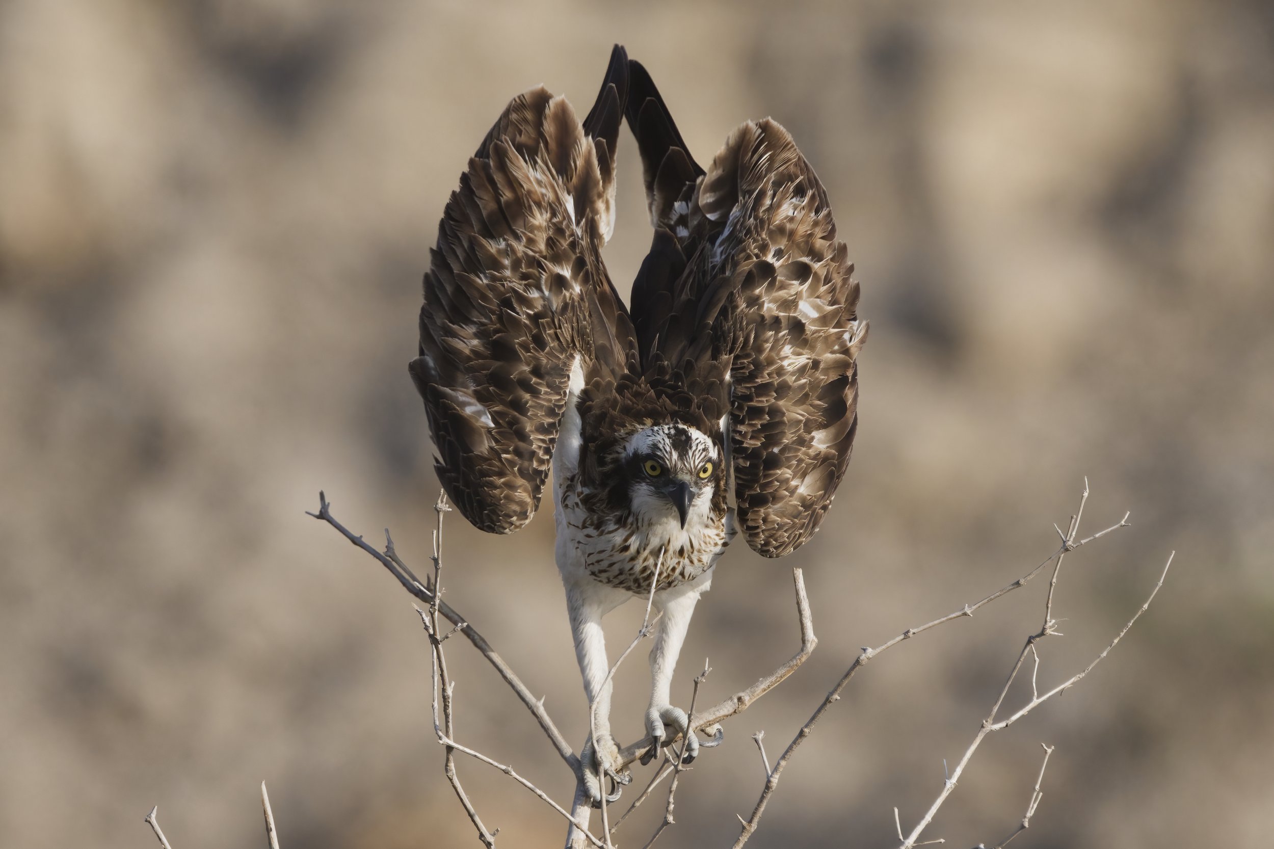Birds photography trips UAE