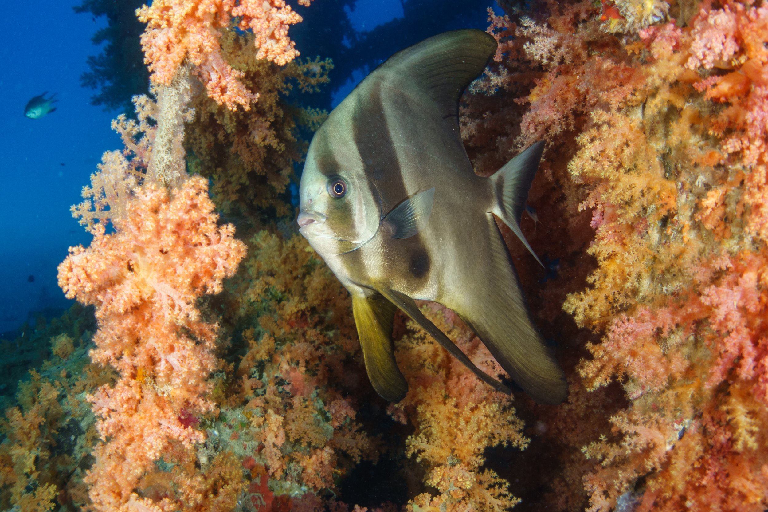 Batfish - Egypt Marine life