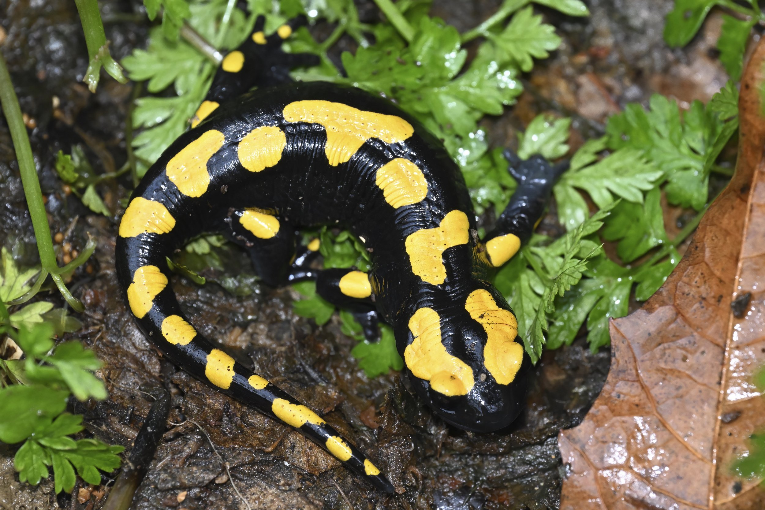 Near Eastern Fire Salamander (Salamandra infraimmaculata) Lebanon