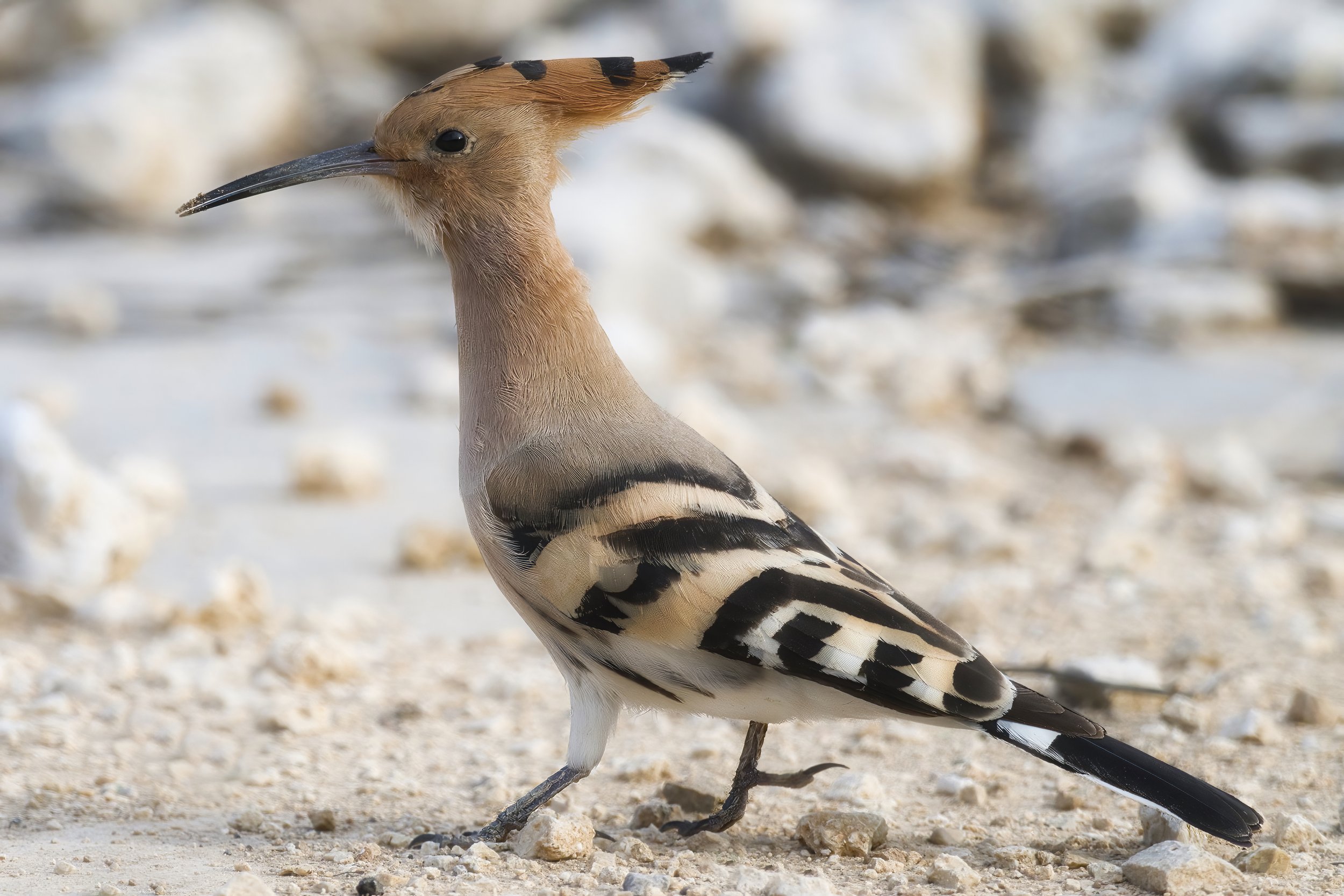 Hoopoe Lebanon
