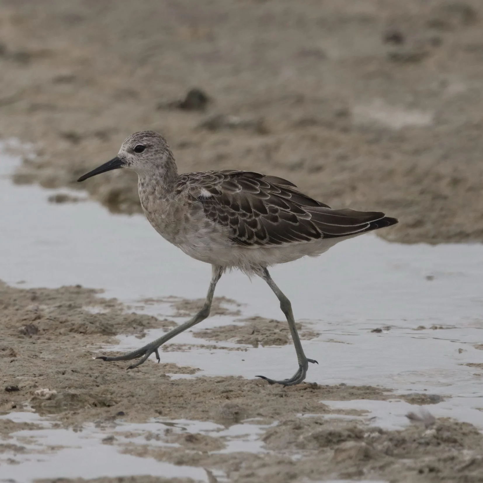 Ruff (Calidris pugnax)