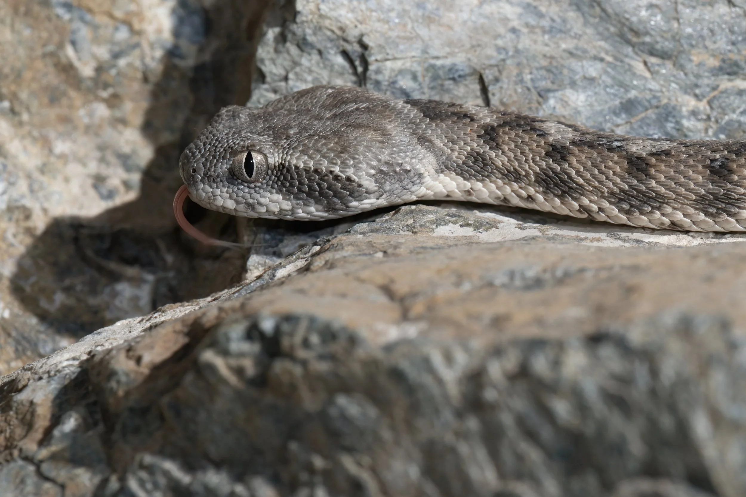Hajar Saw-scaled Viper_Z091651.jpeg