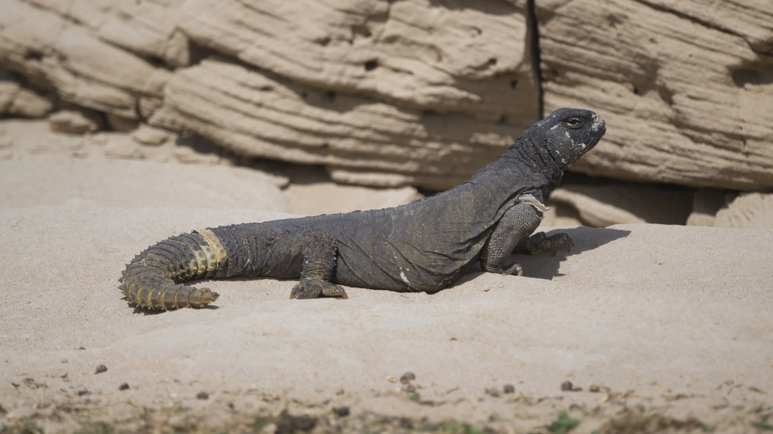 Egyptian spiny-tailed lizard (Uromastyx aegyptia)