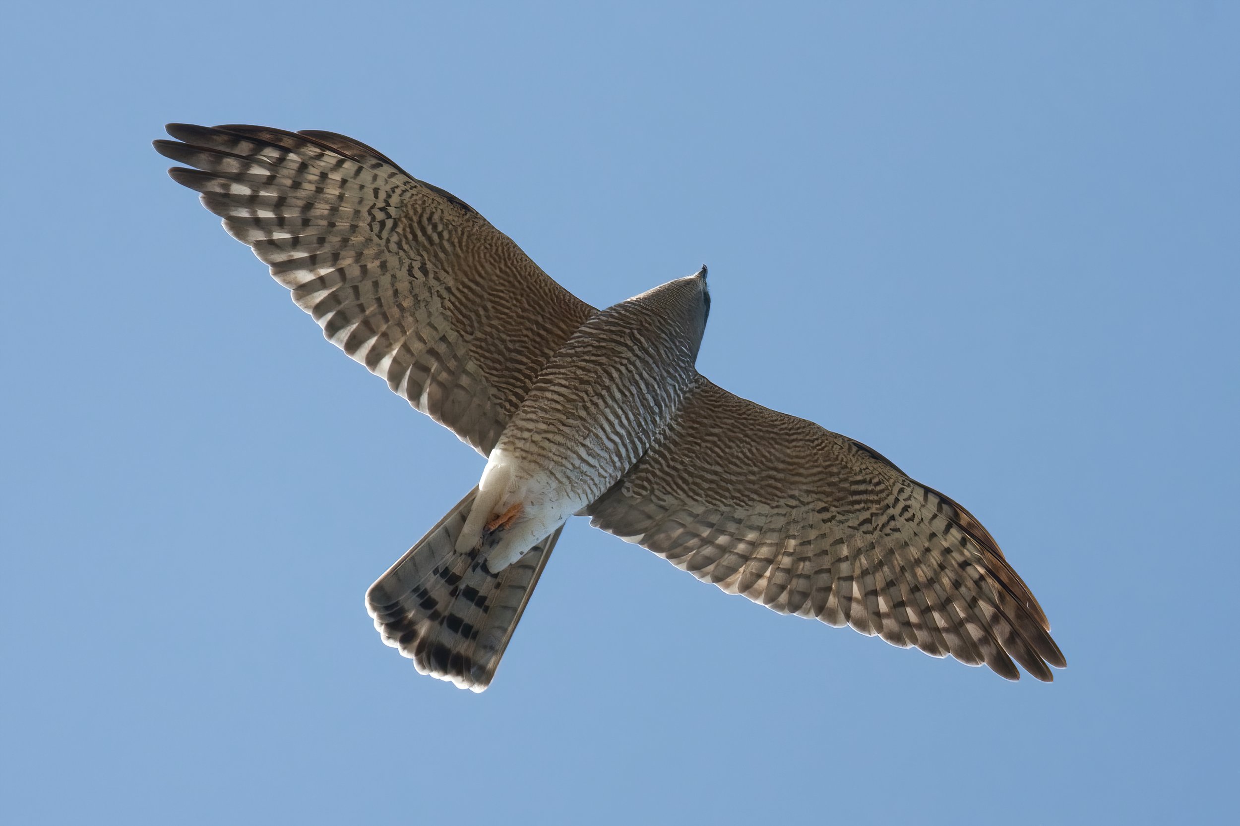 Eurasian sparrowhawk (Accipiter nisus)