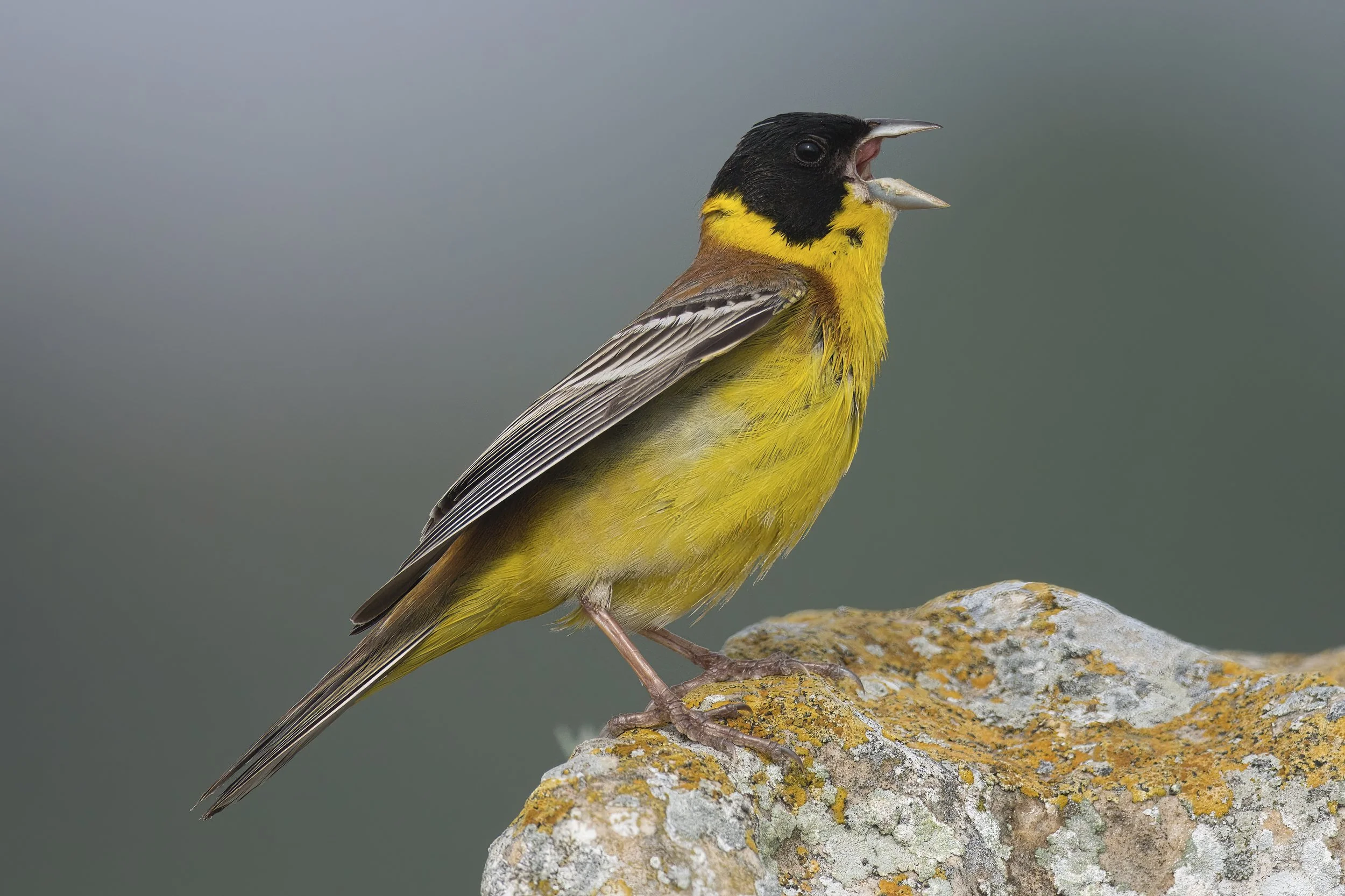 Black-headed Bunting \ Emberiza melanocephala