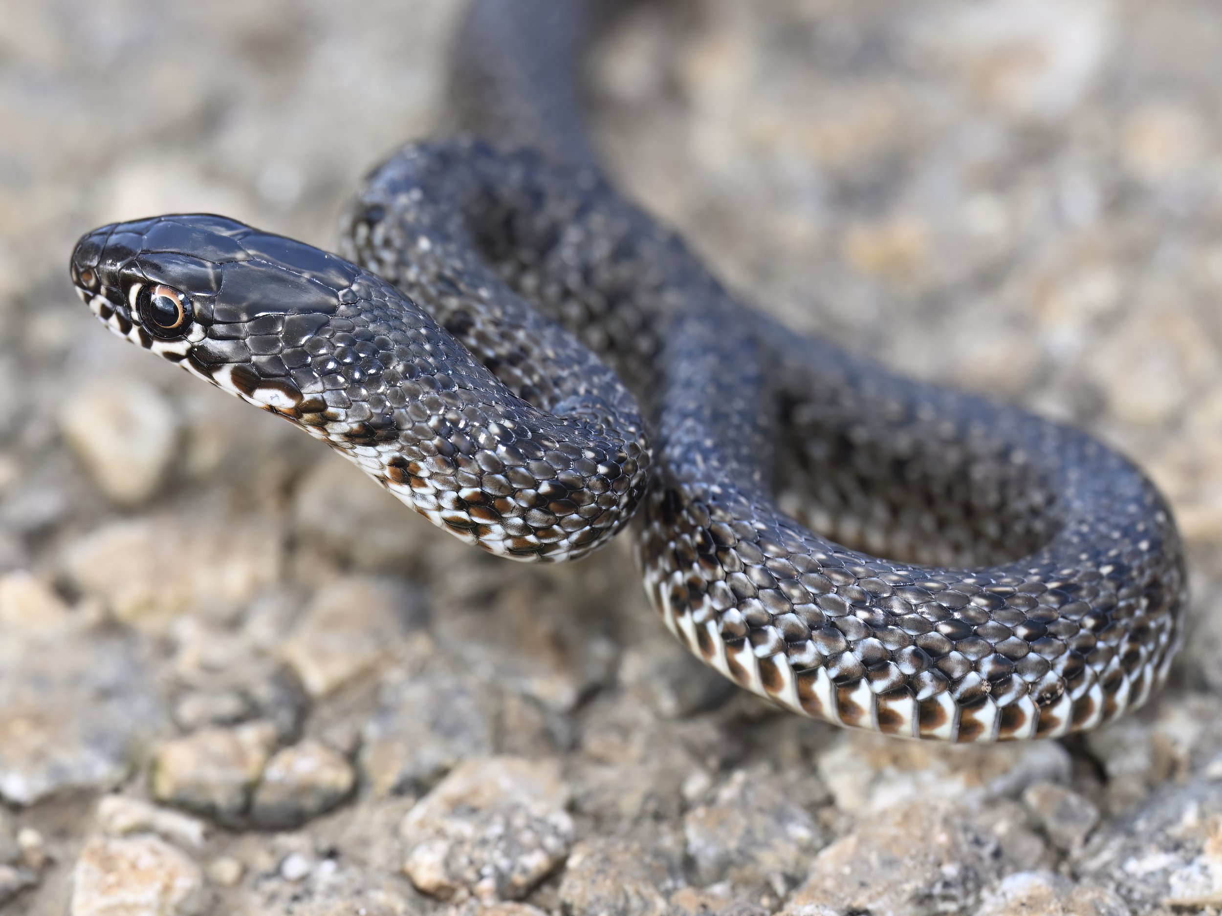 Juvenile Large Whip Snake (Dolichophis jugularis)