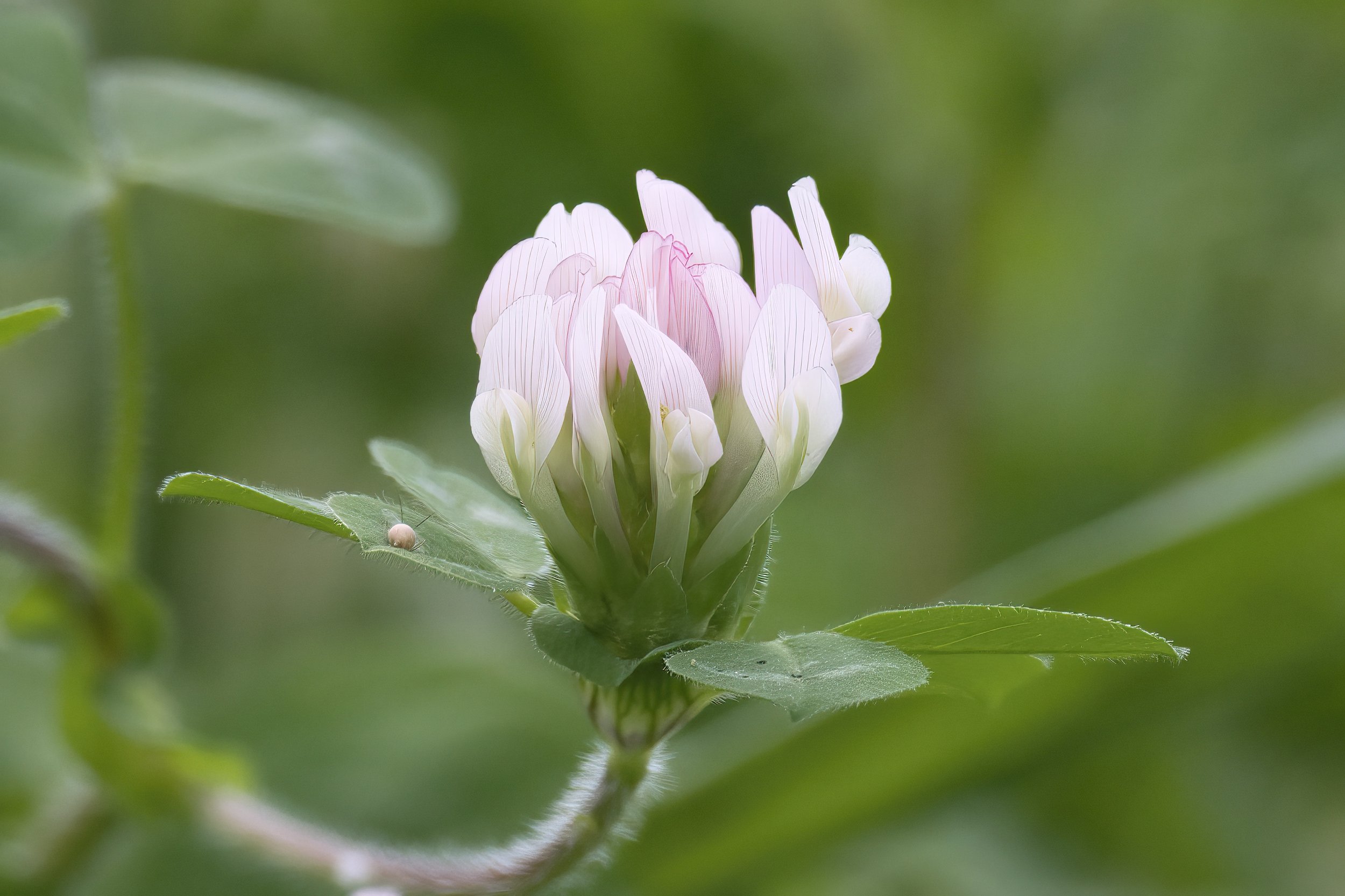 Flower Photo Lebanon