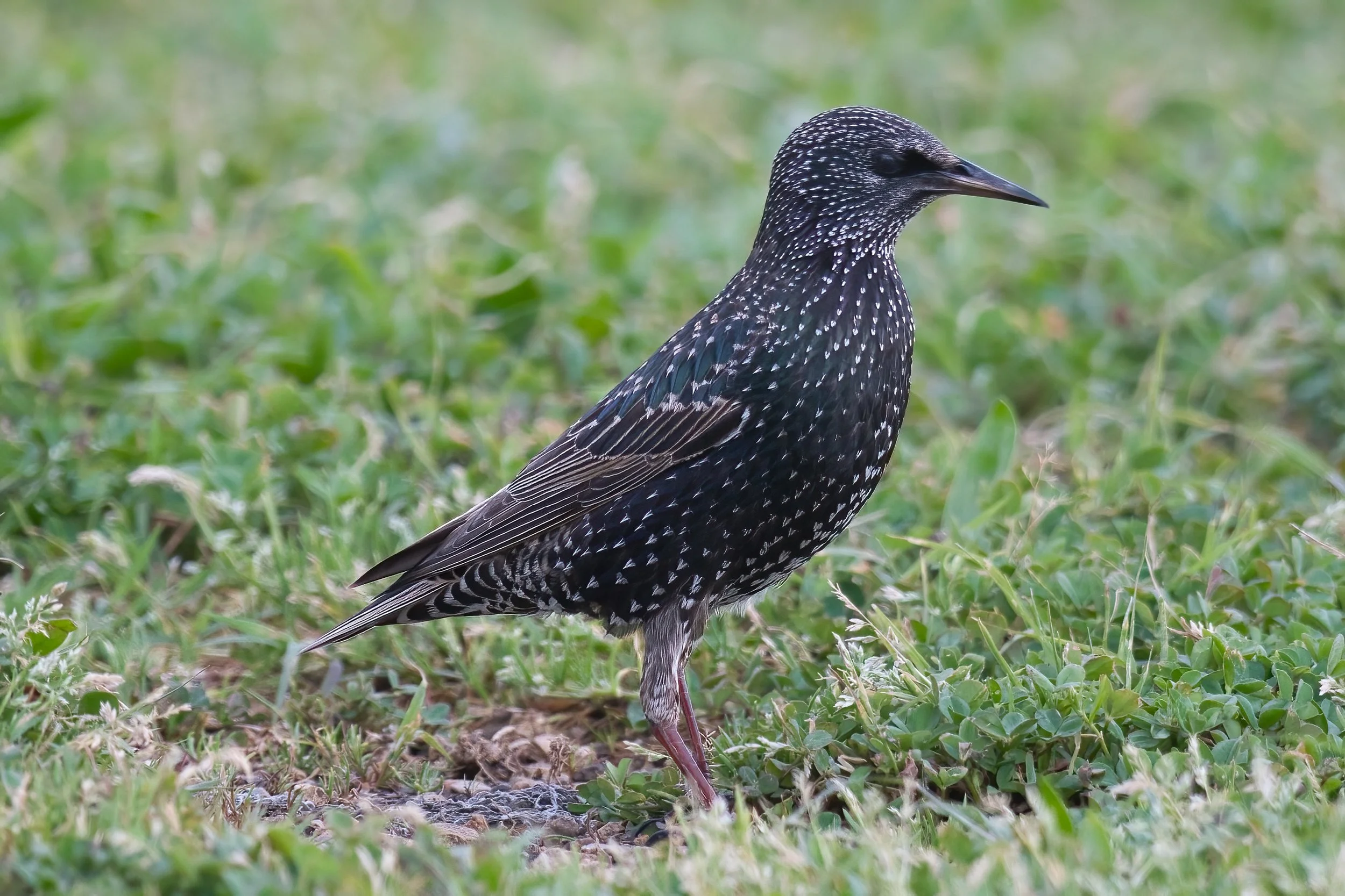 Common Starling (زرزور شائع) \ Sturnus vulgaris