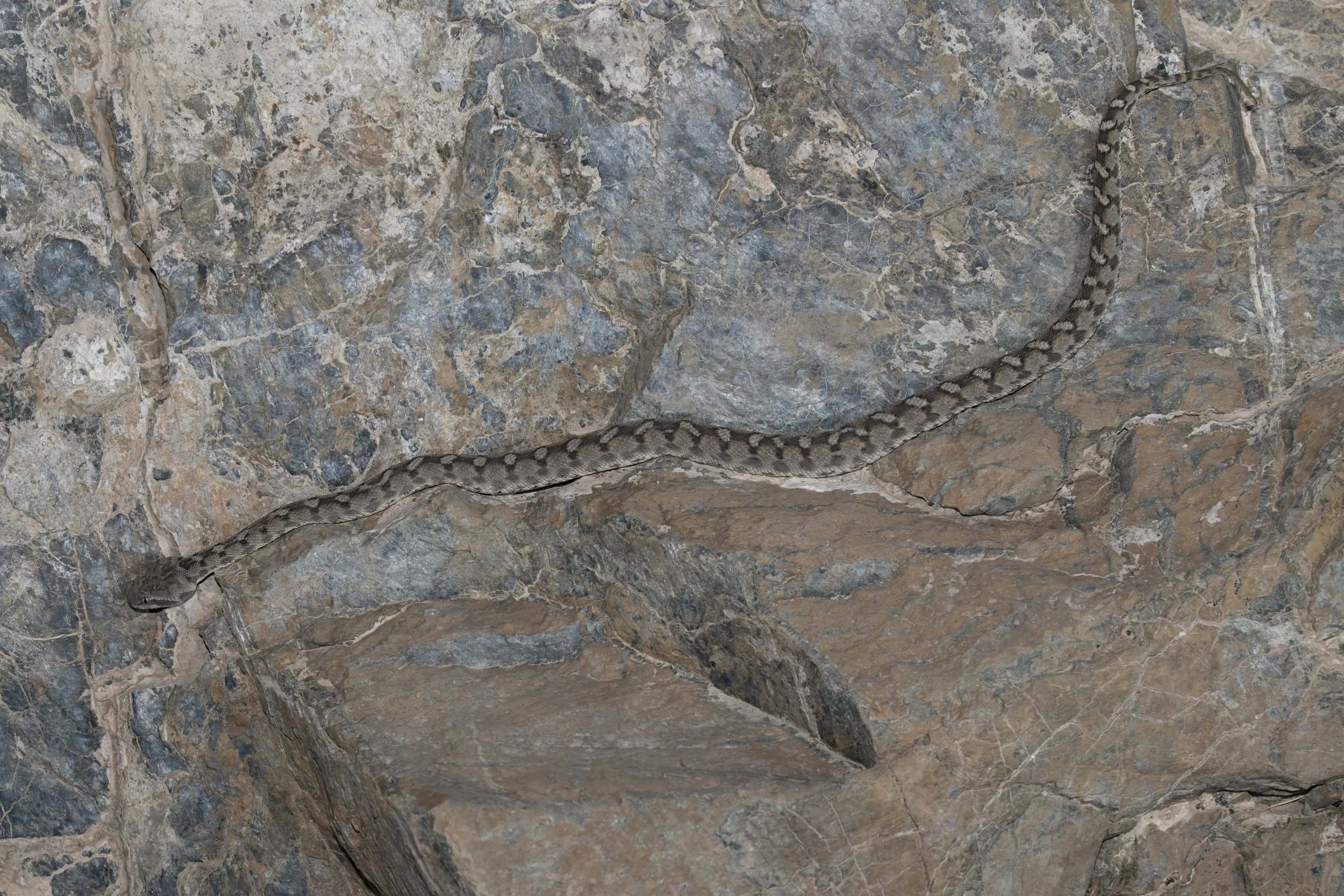 Hajar Saw-scaled Viper_Z091661.jpeg