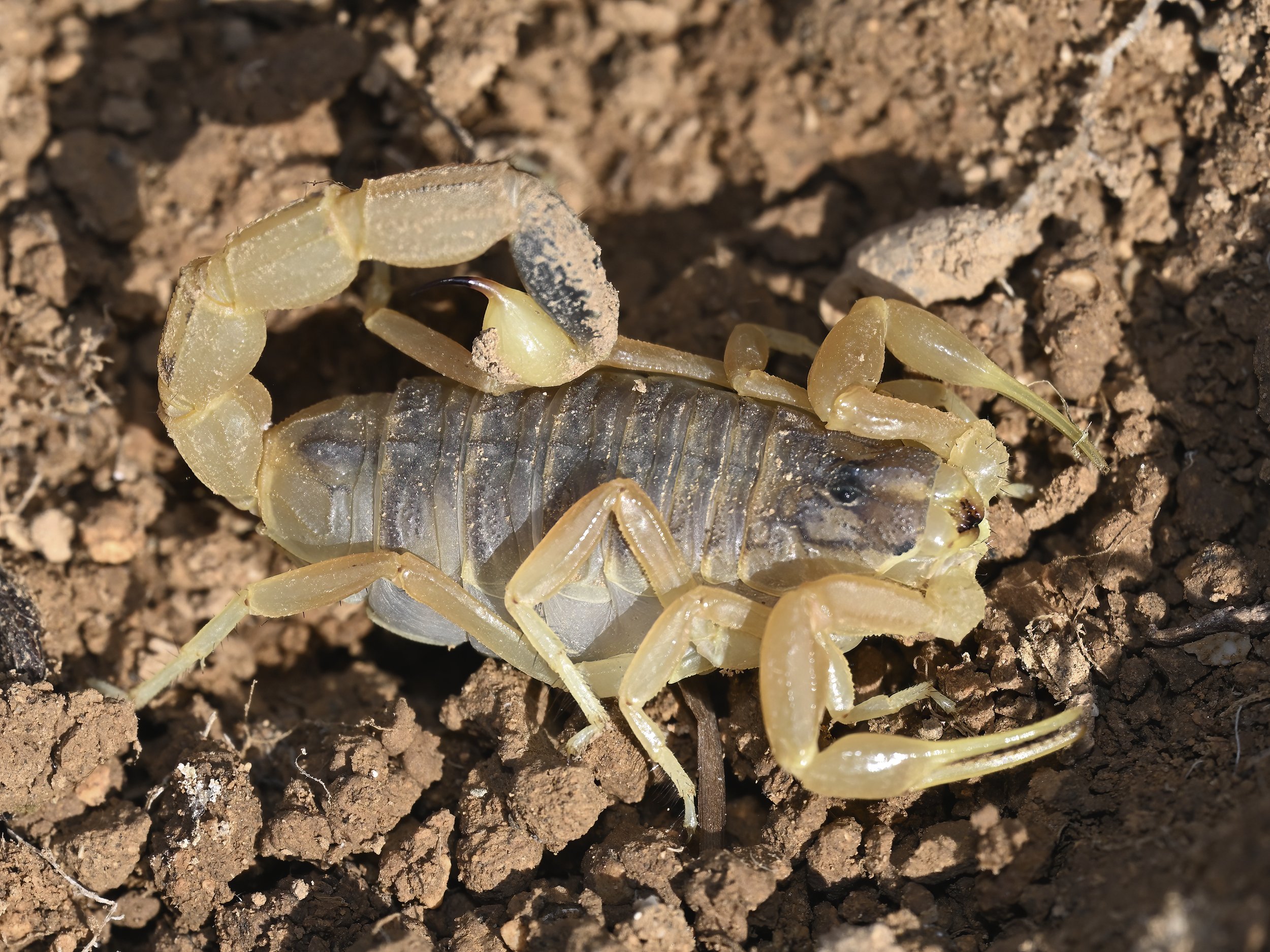 Deathstalker Scorpion (Leiurus abdullahbayrami)