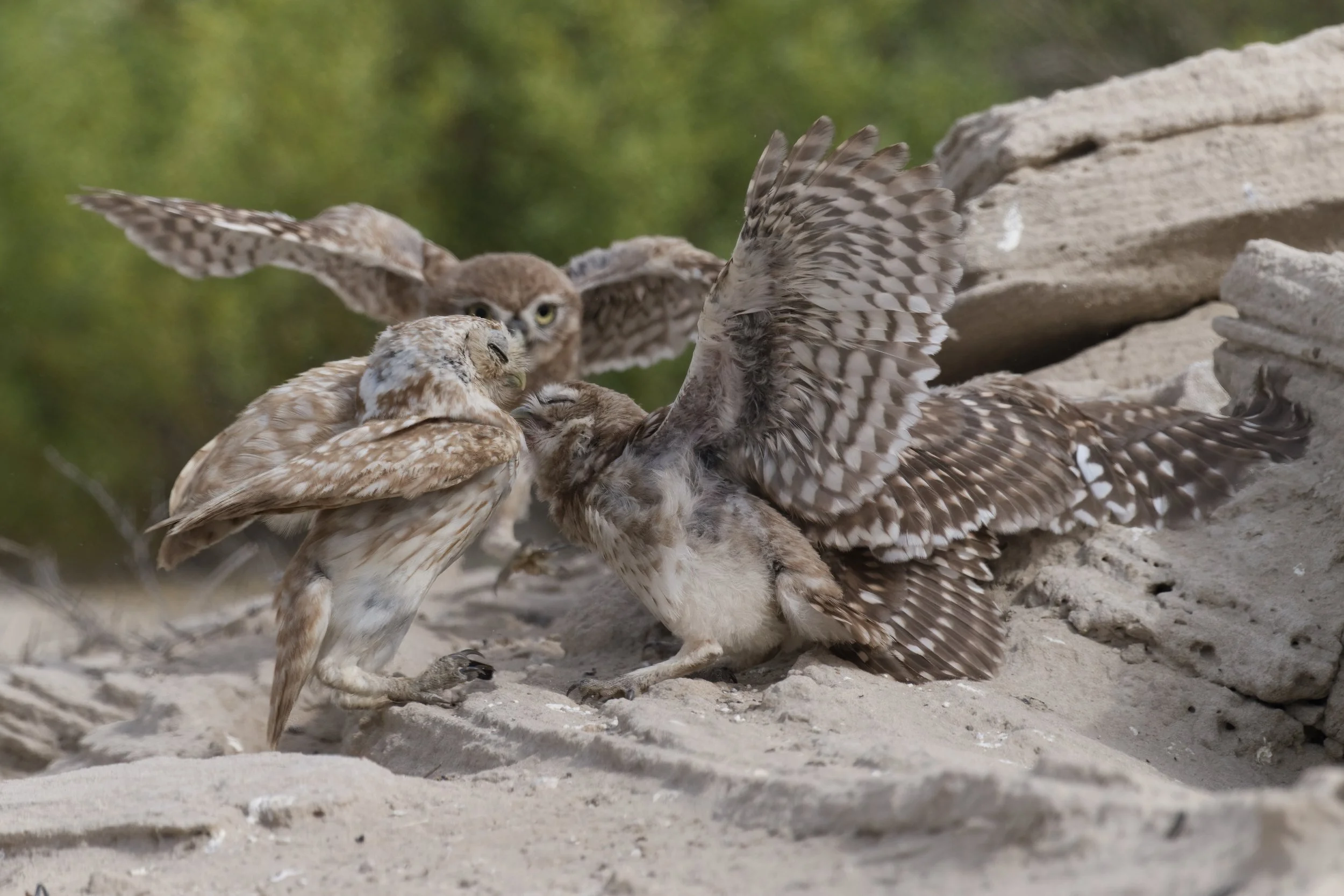 _Z094154 Little Owl.jpeg