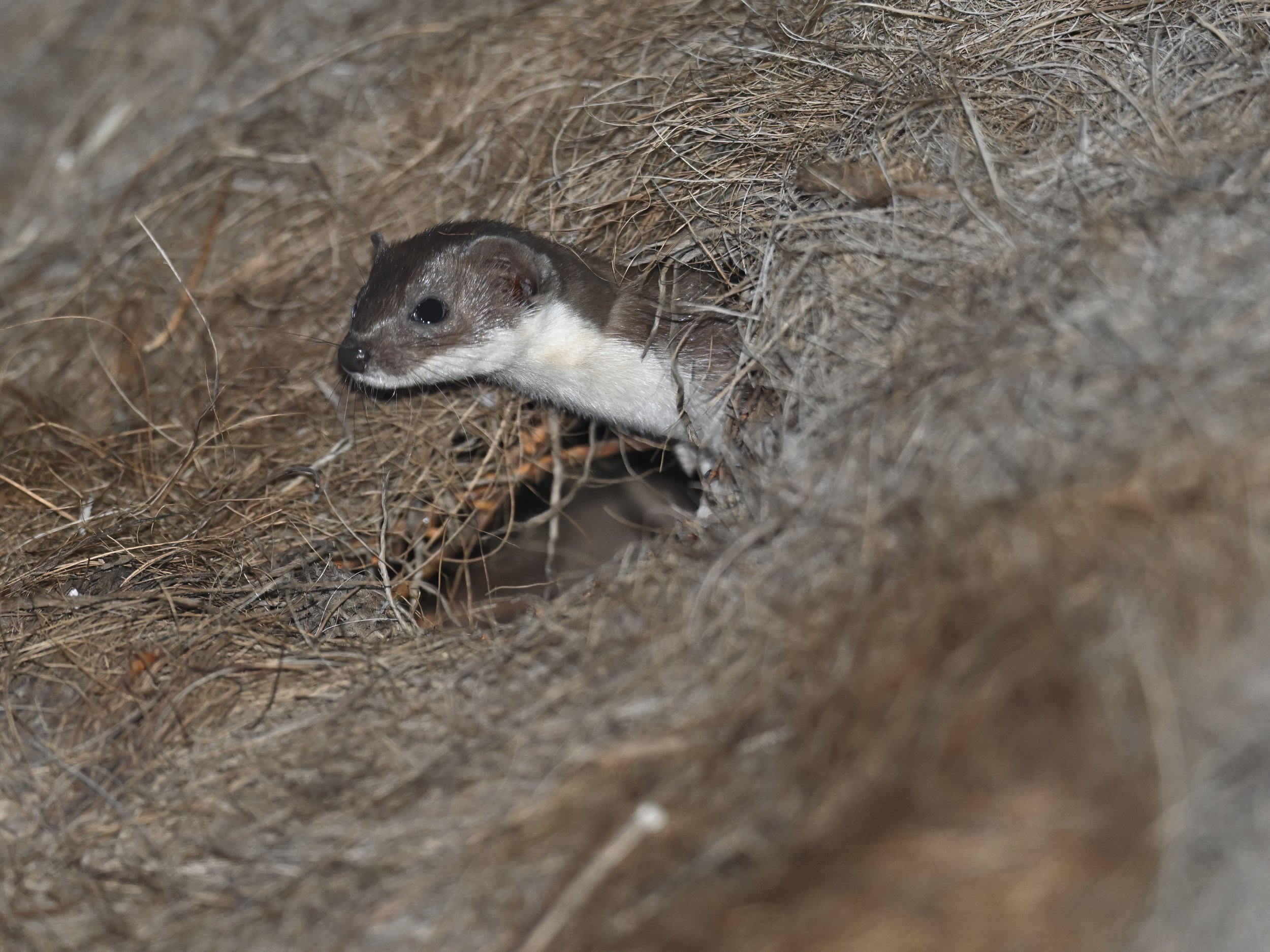 Least Weasel ابن عرس Lebanon