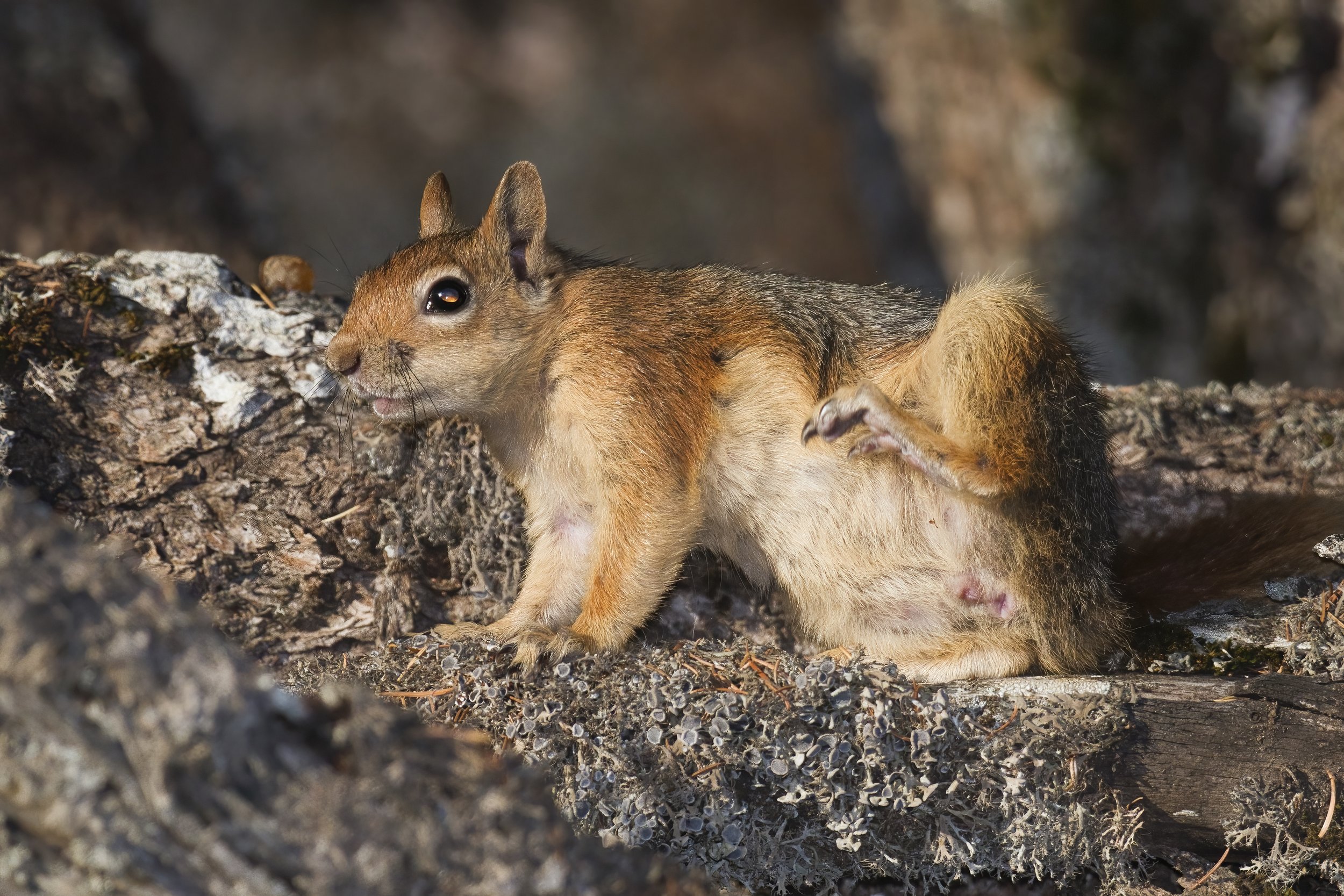 Mammals Lebanon