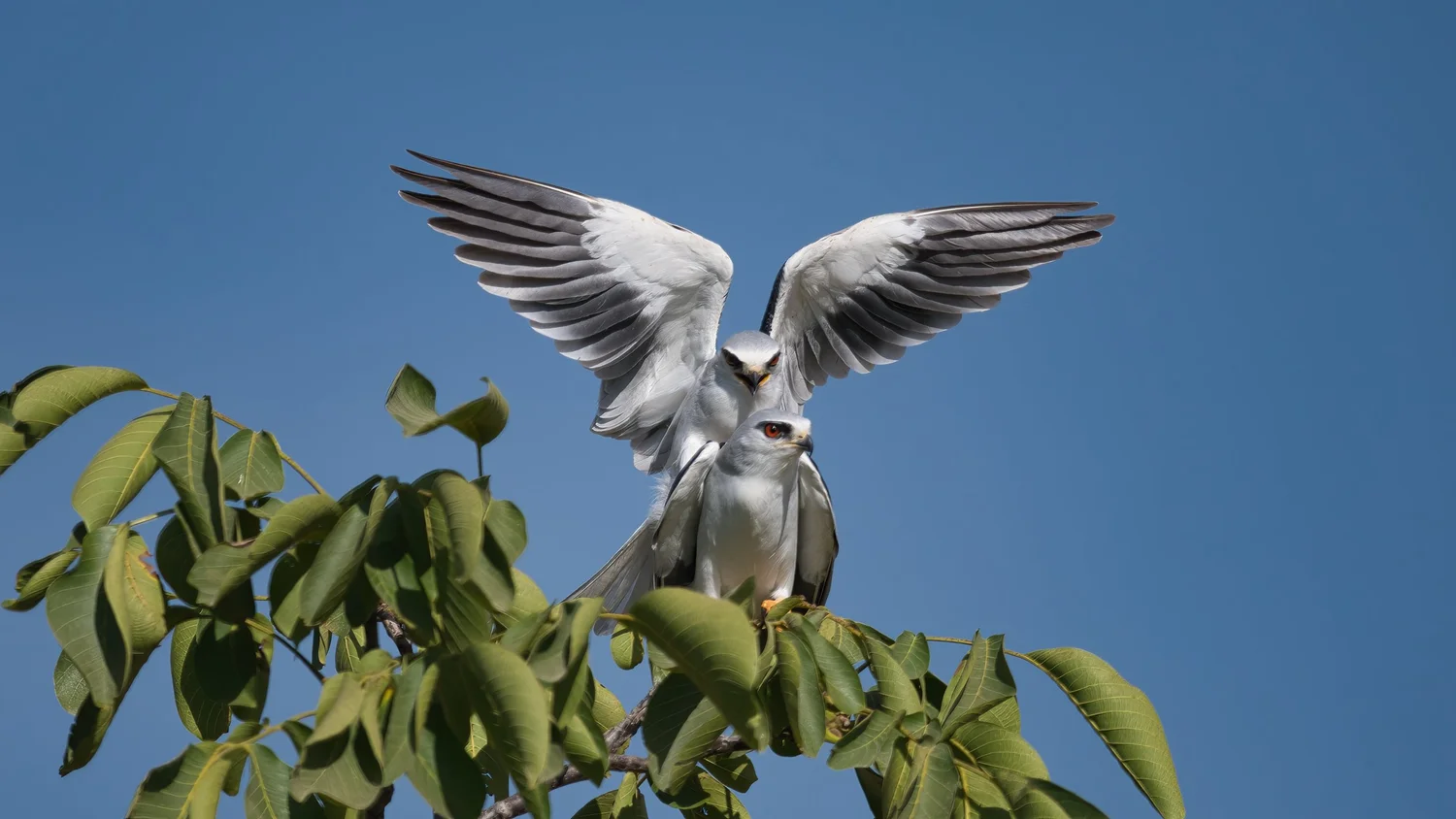 Black-winged Kite (Elanus caeruleus)