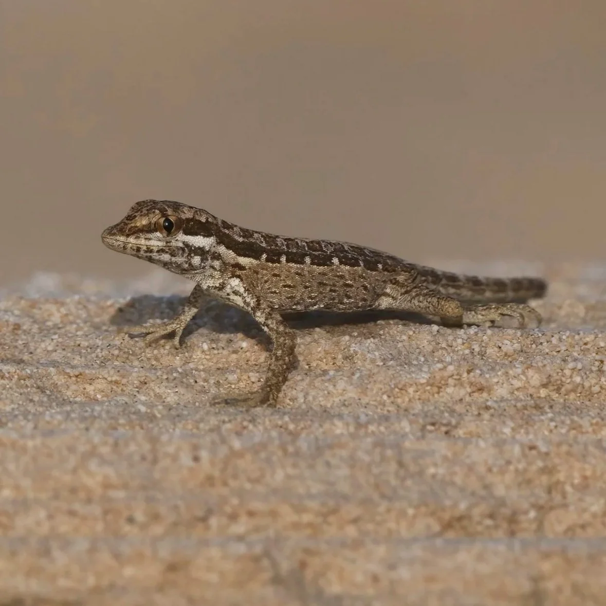Arnold’s Rock Gecko (Pristurus minimus)