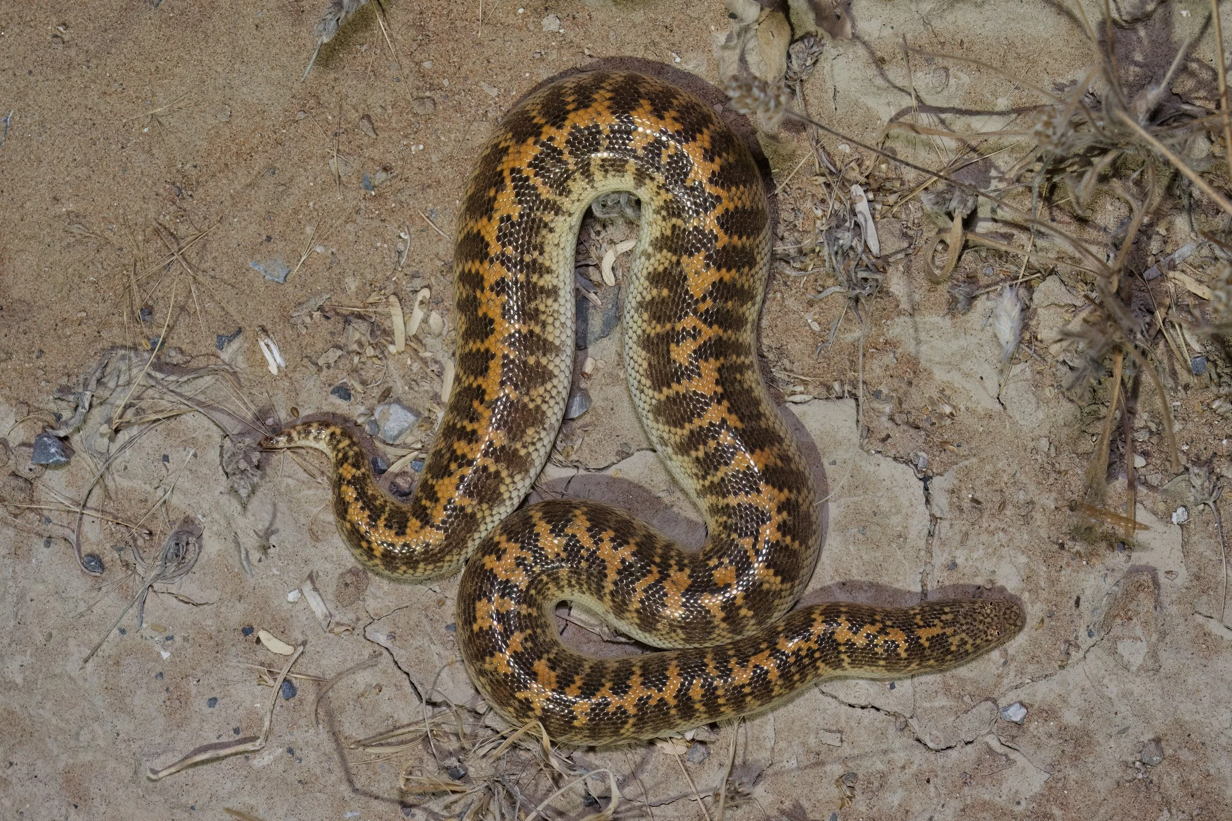 Arabian Sand Boa (Eryx jayakari)