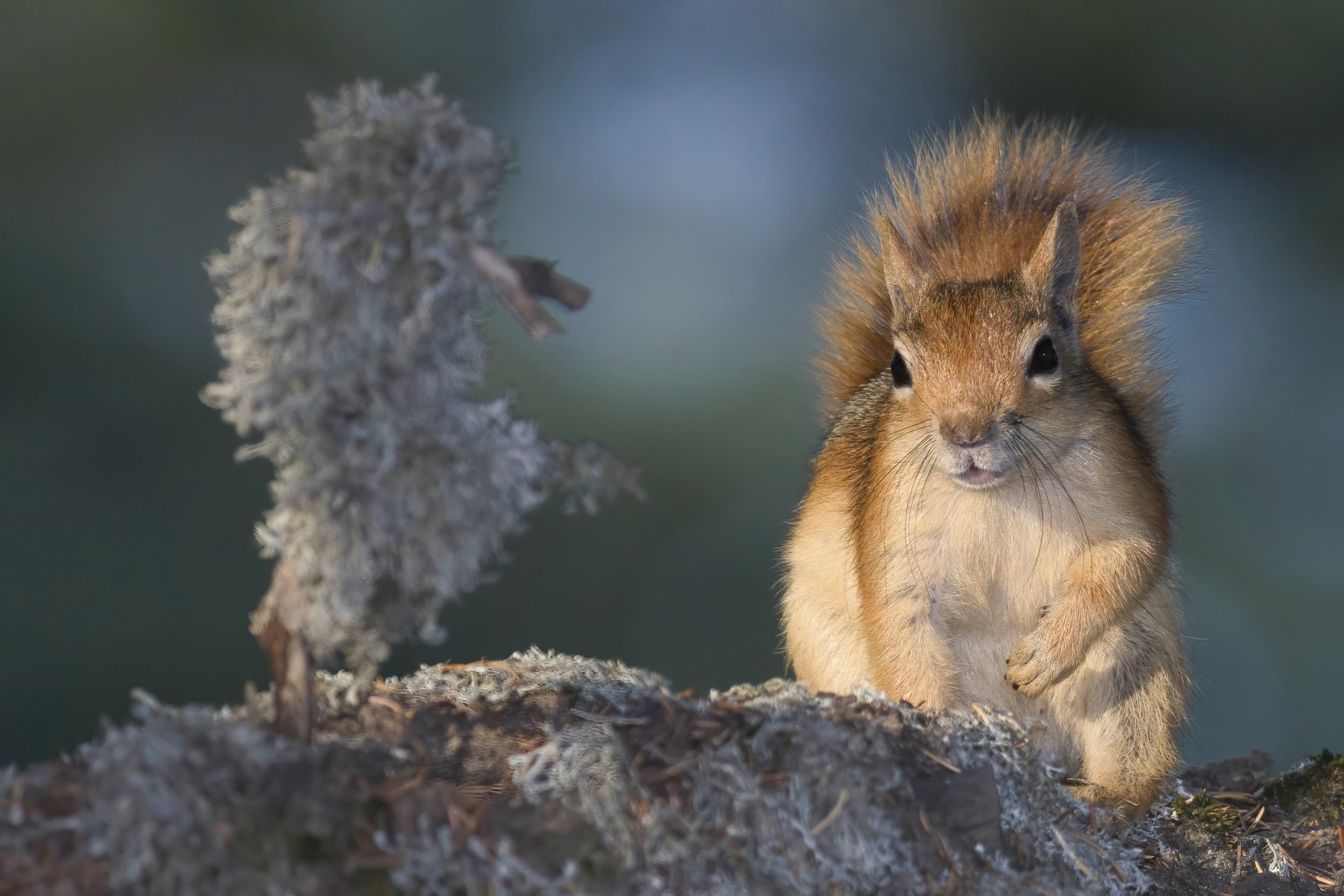 Mammals Lebanon