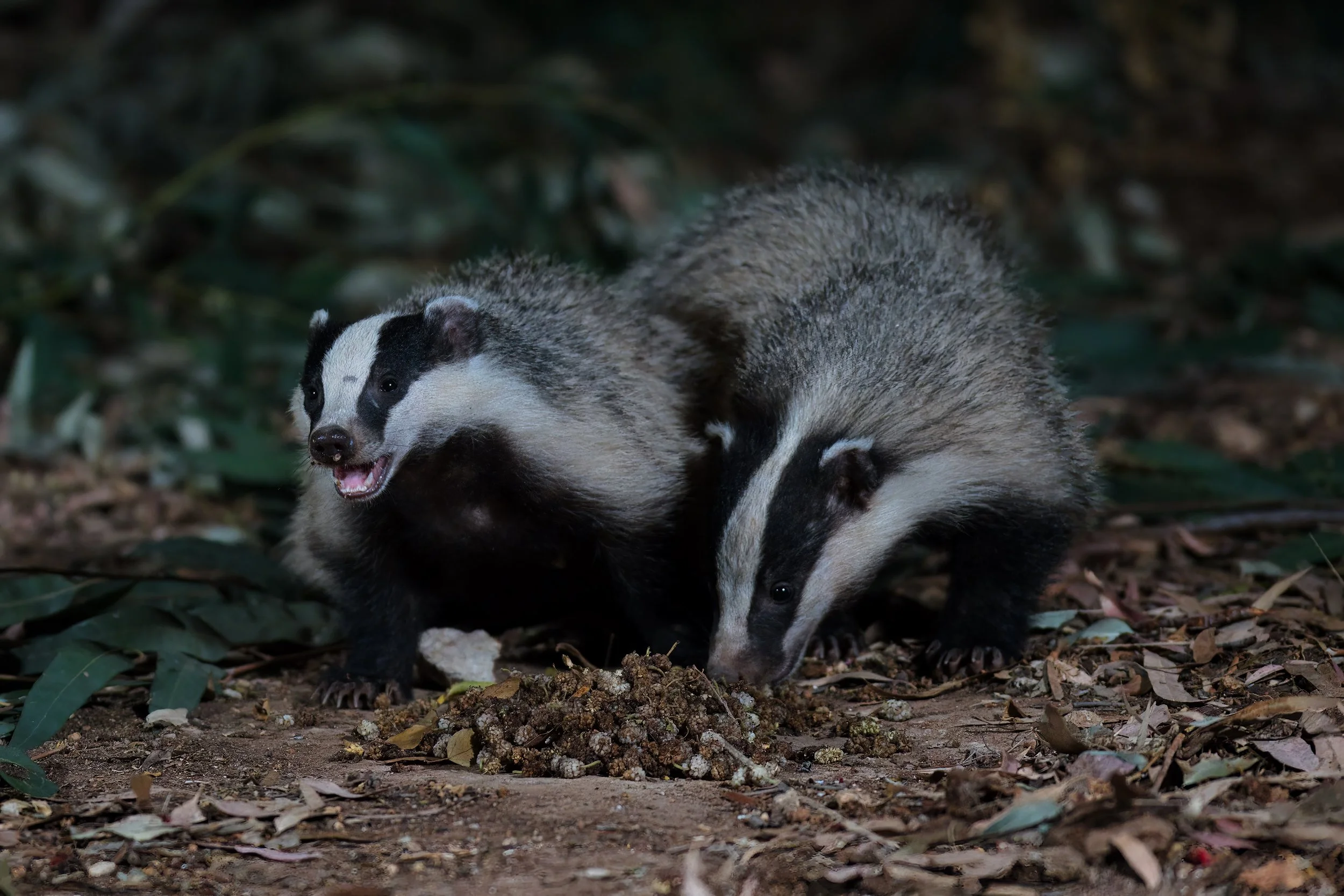 European Badger wildlife lebanon