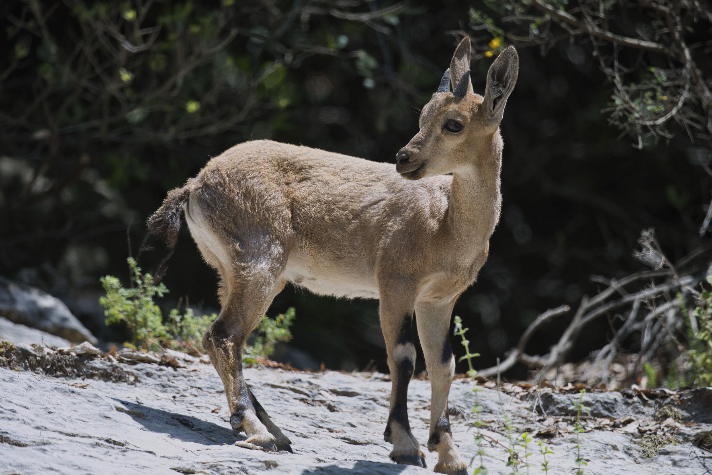 Nubian Ibex lebanon