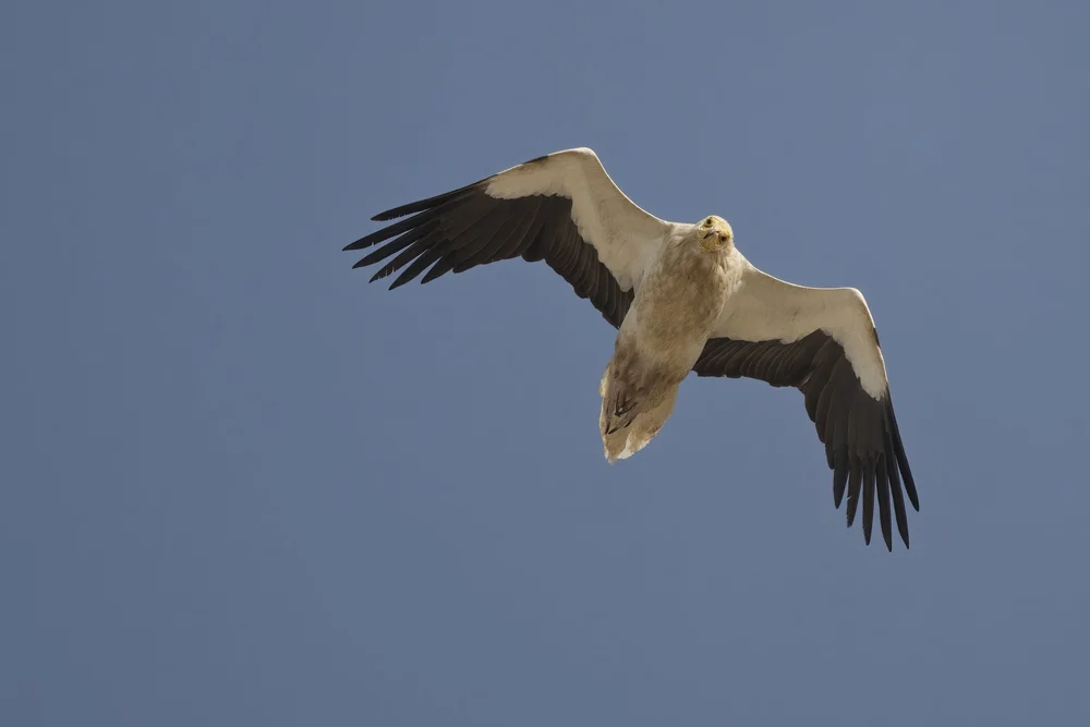 Egyptian Vulture Colony Jebel Hafeet UAE