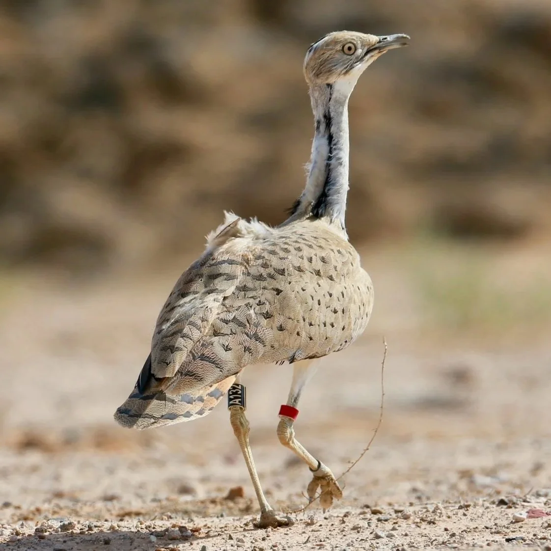 Asian Houbara \ Chlamydotis macqueenii