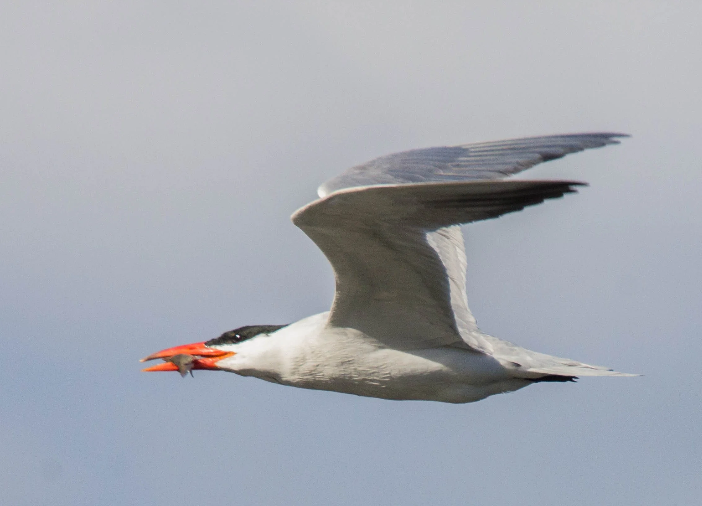Caspian Tern first record in lebanon